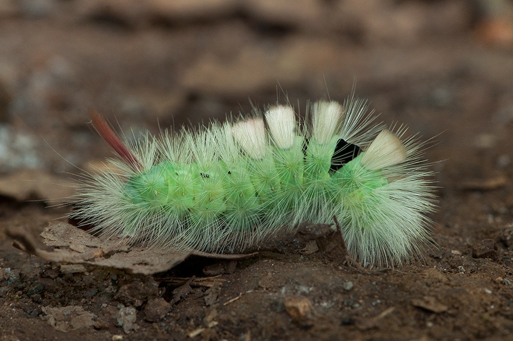 Caterpillar Calliteara prudish