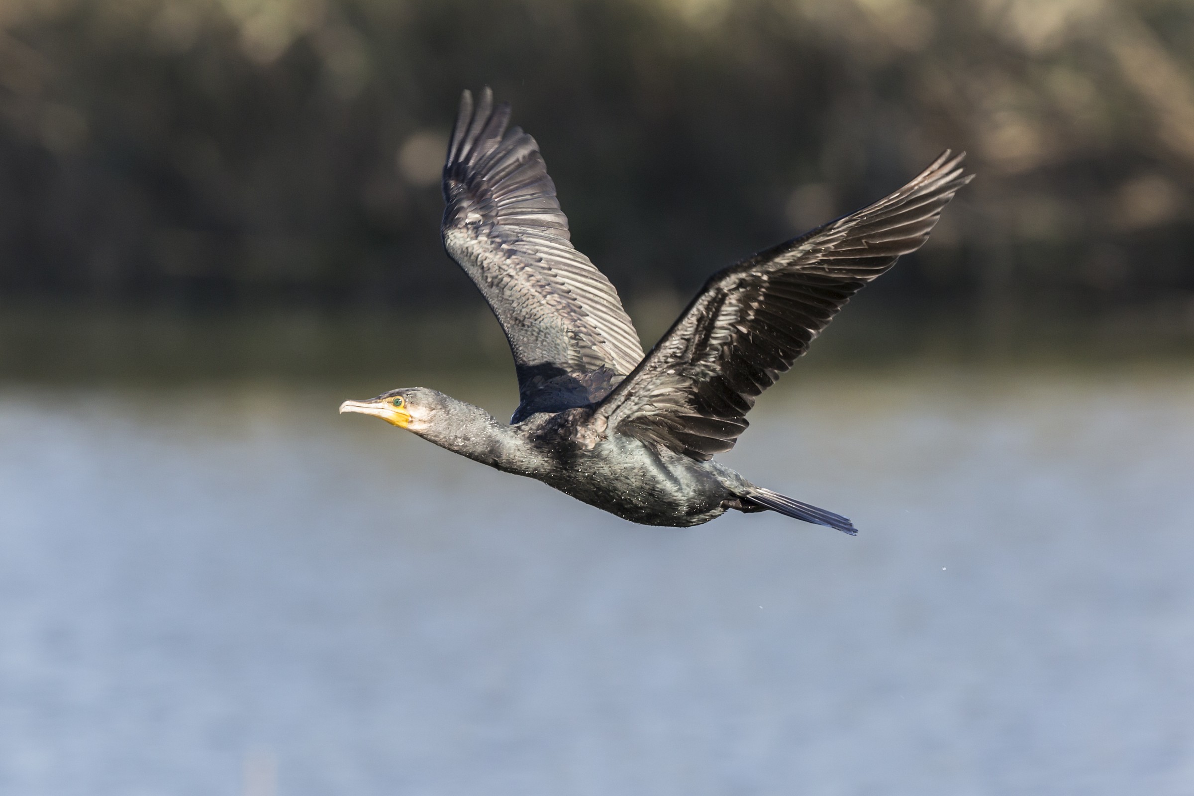 In volo sulla laguna