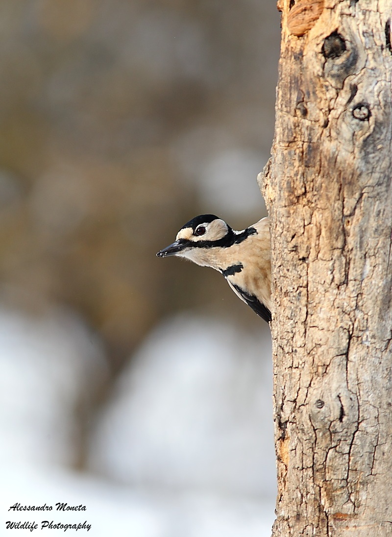 Great Spotted Woodpecker female