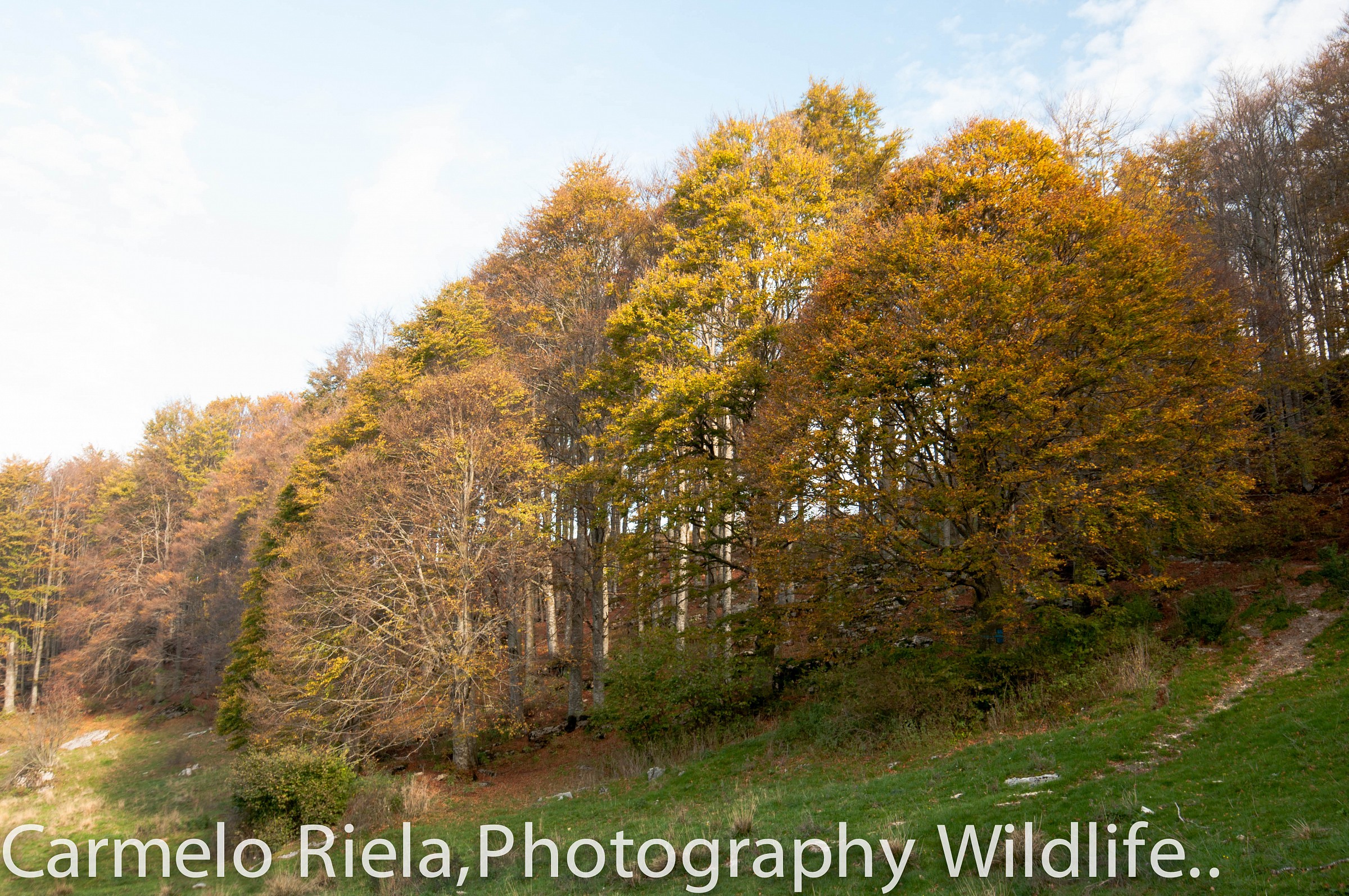 autumn a poem of longing!