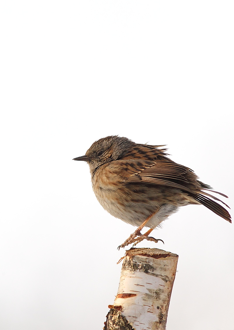 Dunnock