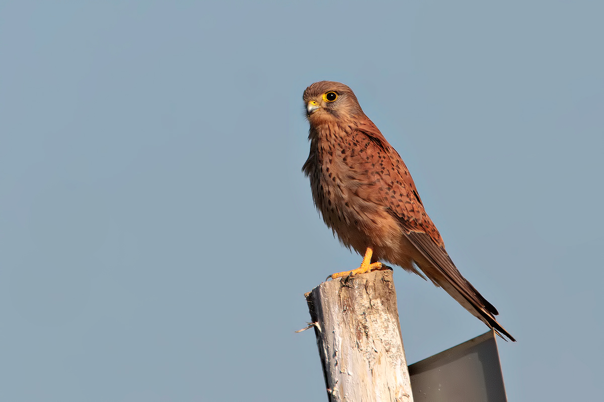 gheppio vedetta  kestrel