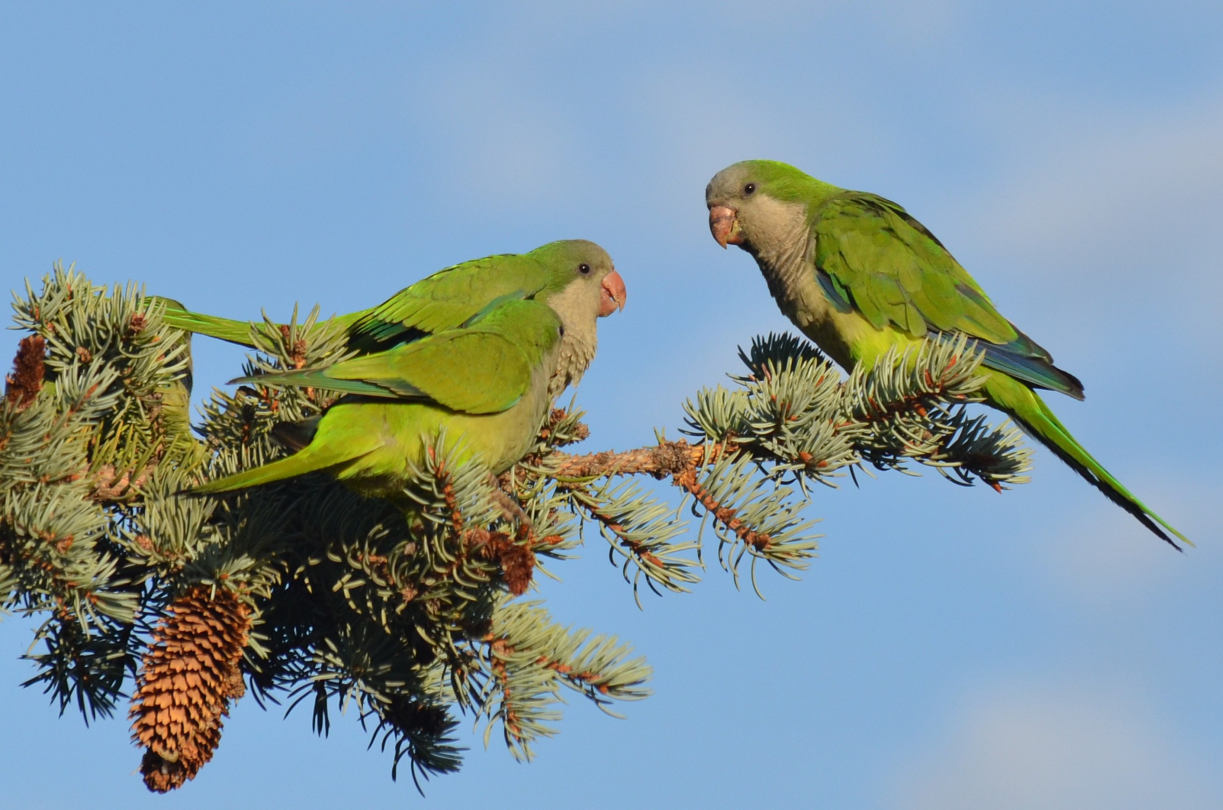 riunione condominiale