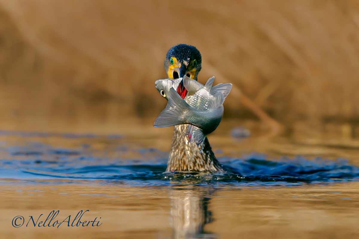 il cormorano e la spigola !