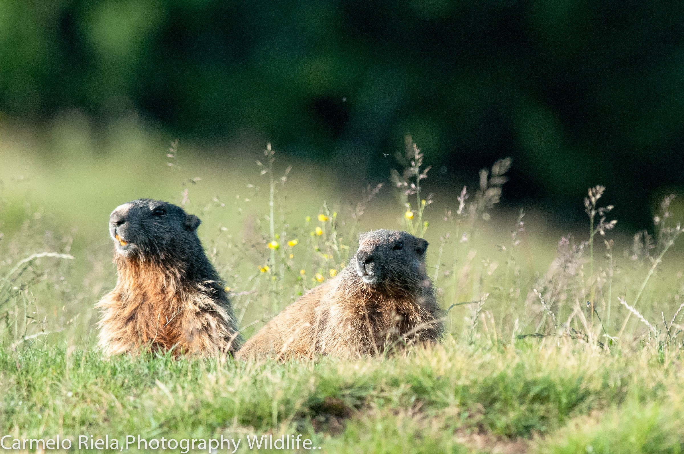 marmotta sorridente!