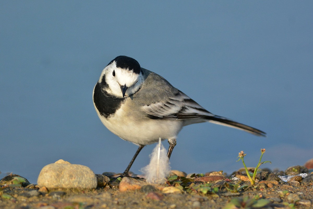ballerina bianca e il dubbio della piuma
