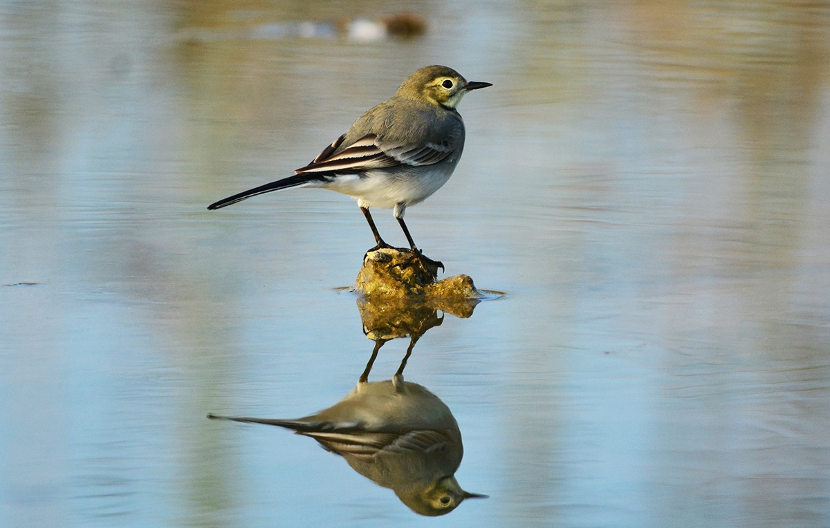 ballerina femmina un po' civettuola