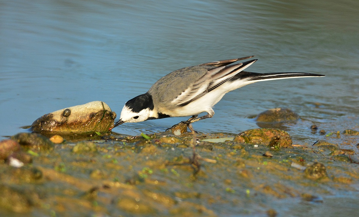 ballerina maschio a caccia