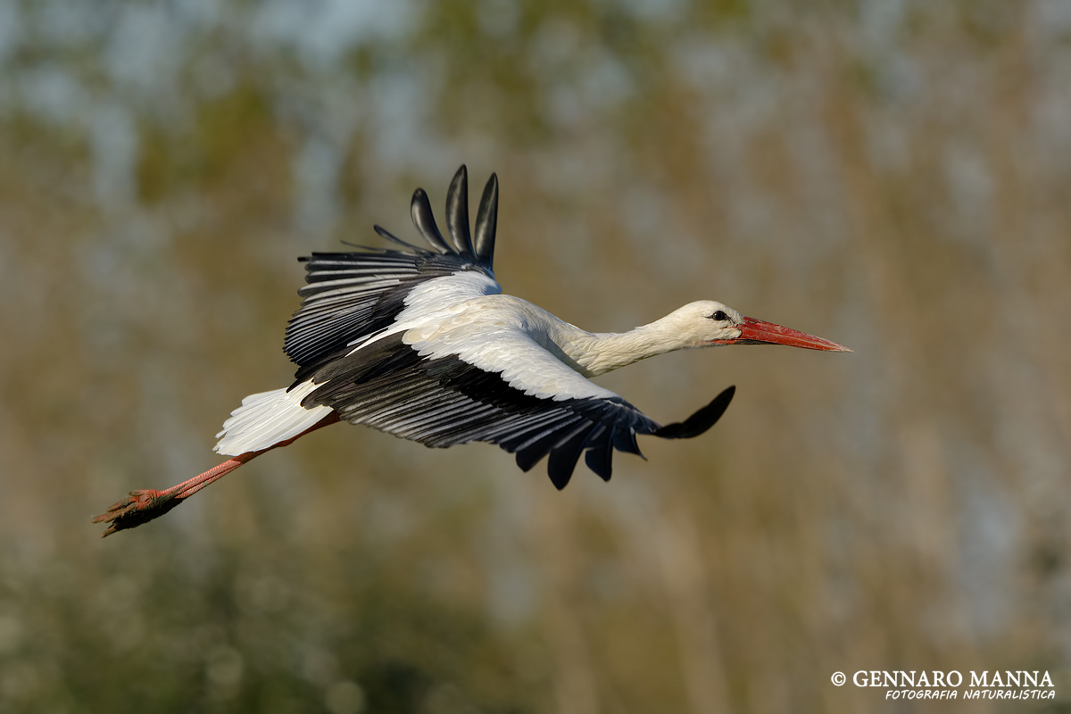 White Stork