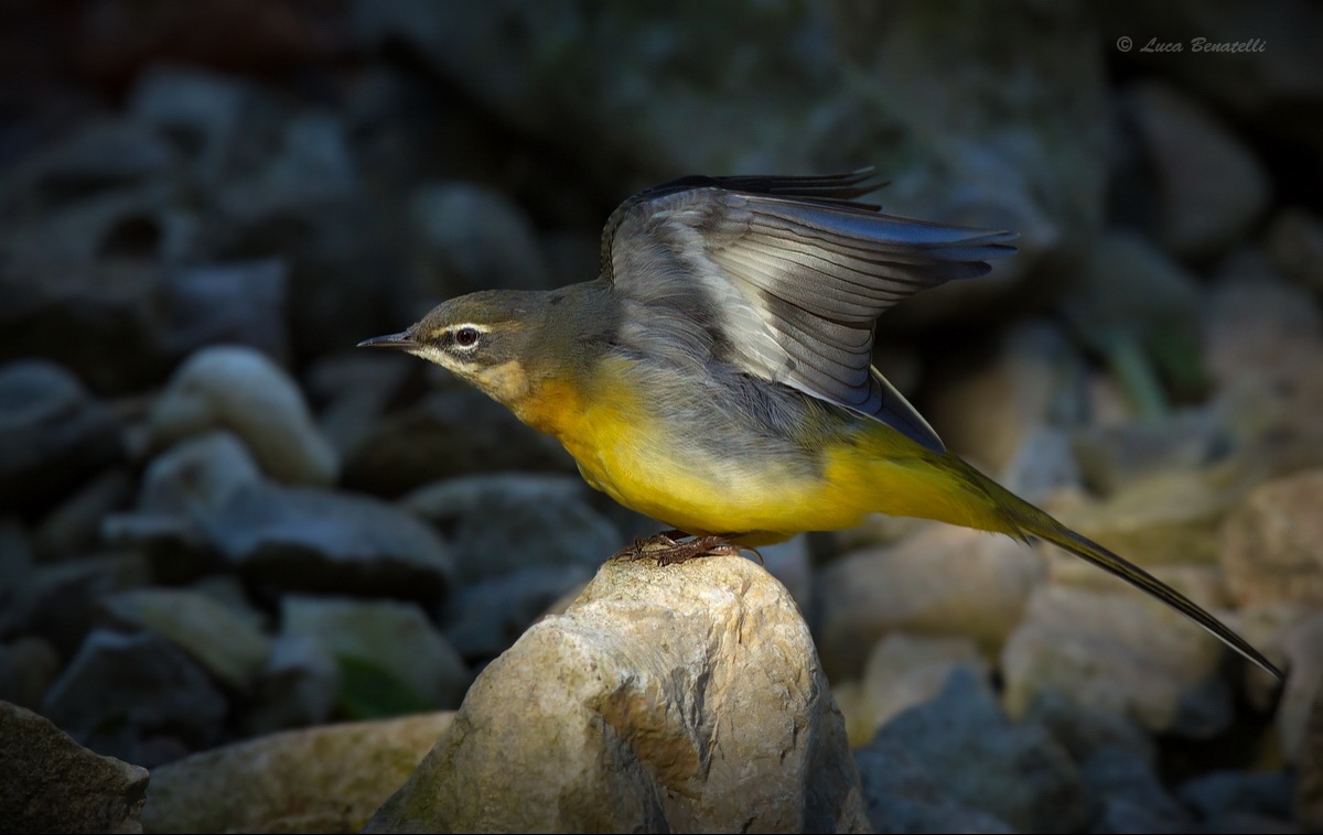 wagtail