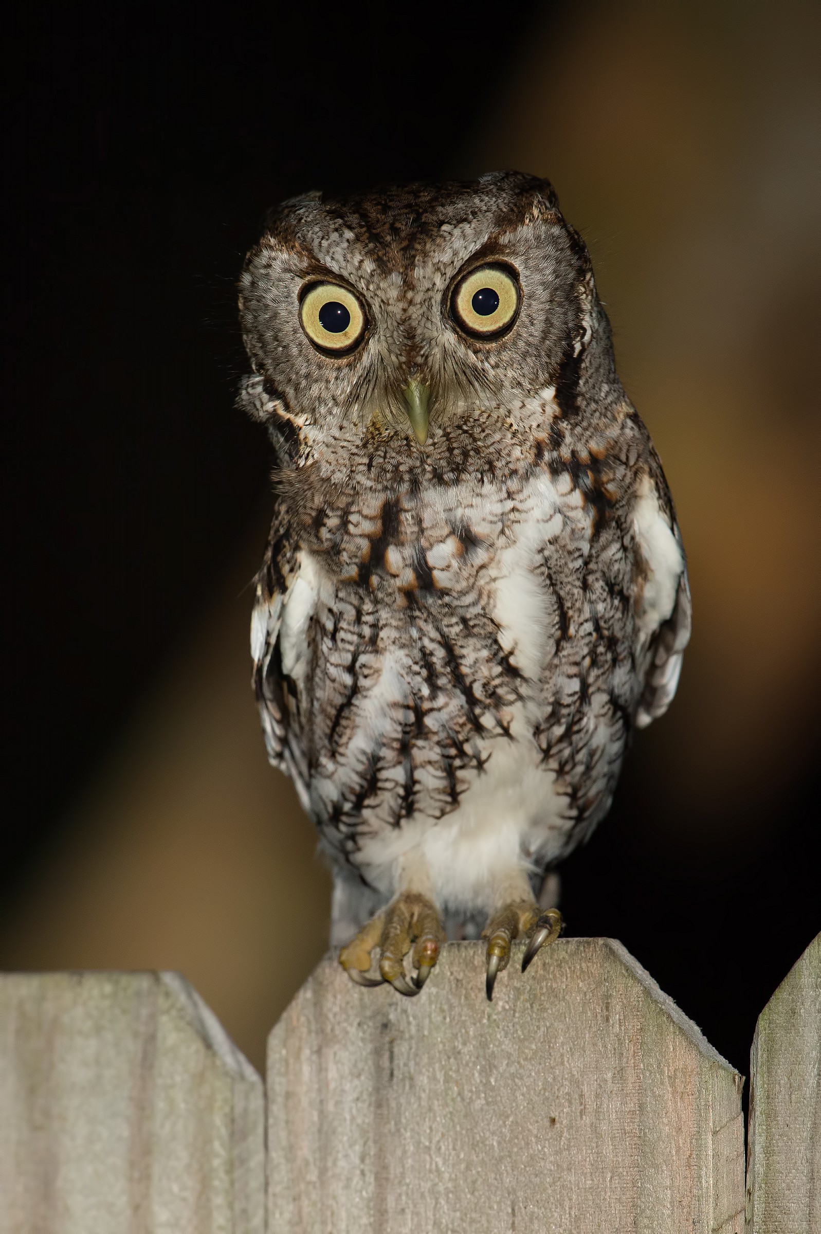 Screech Owl