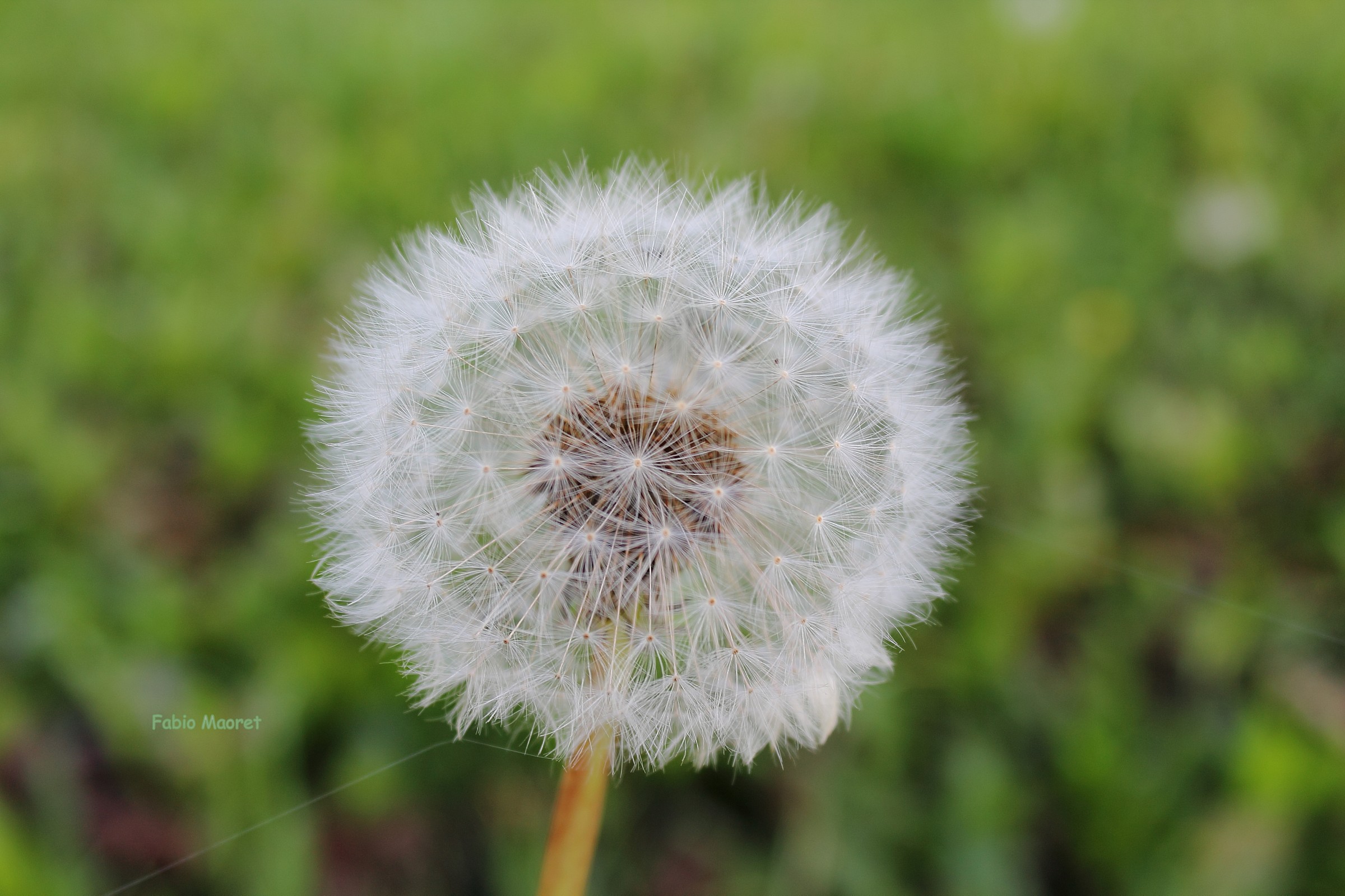 Basta Un Soffio.....e Tutto Se Ne Andrà...