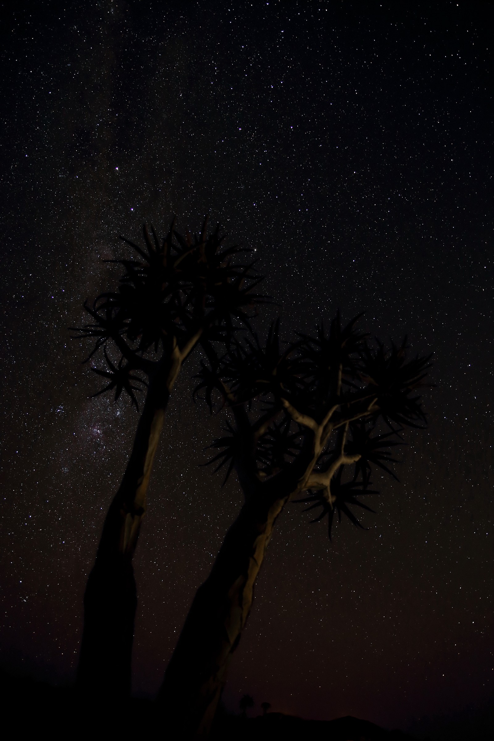 starry night on kokerbooms