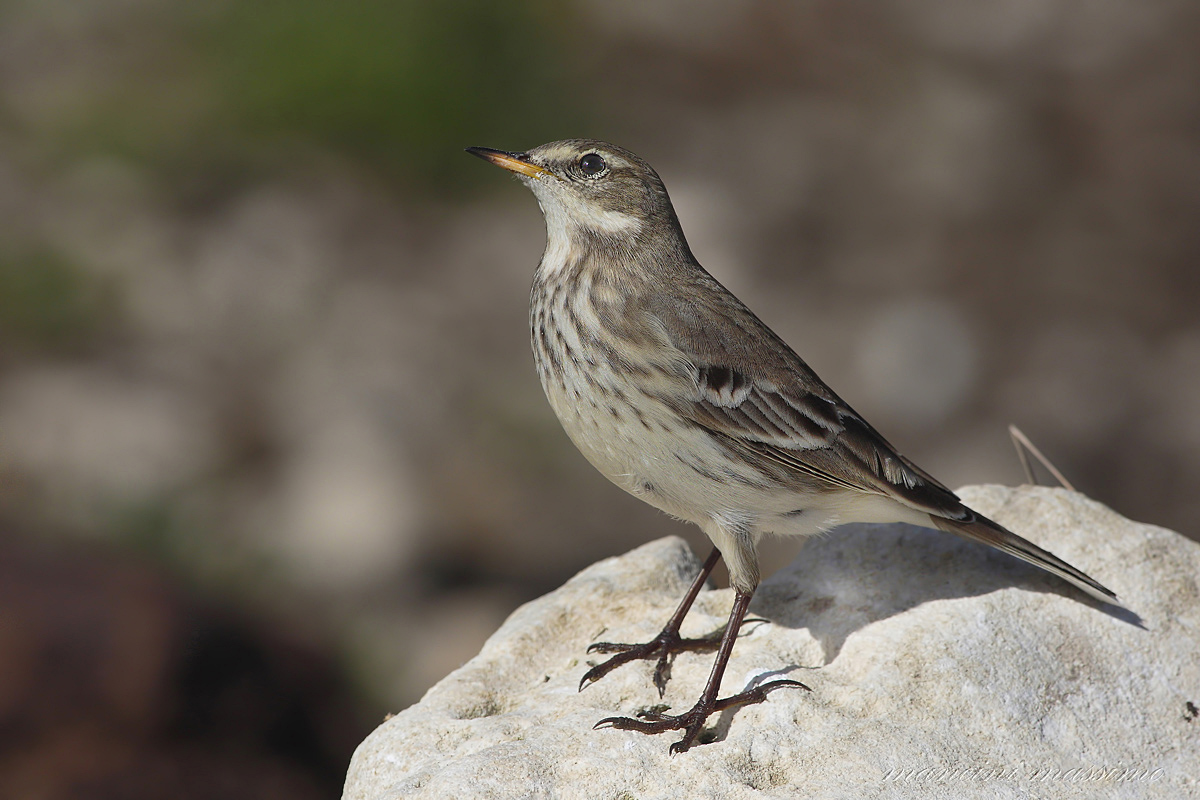 Water Pipit (Anthus spinoletta)