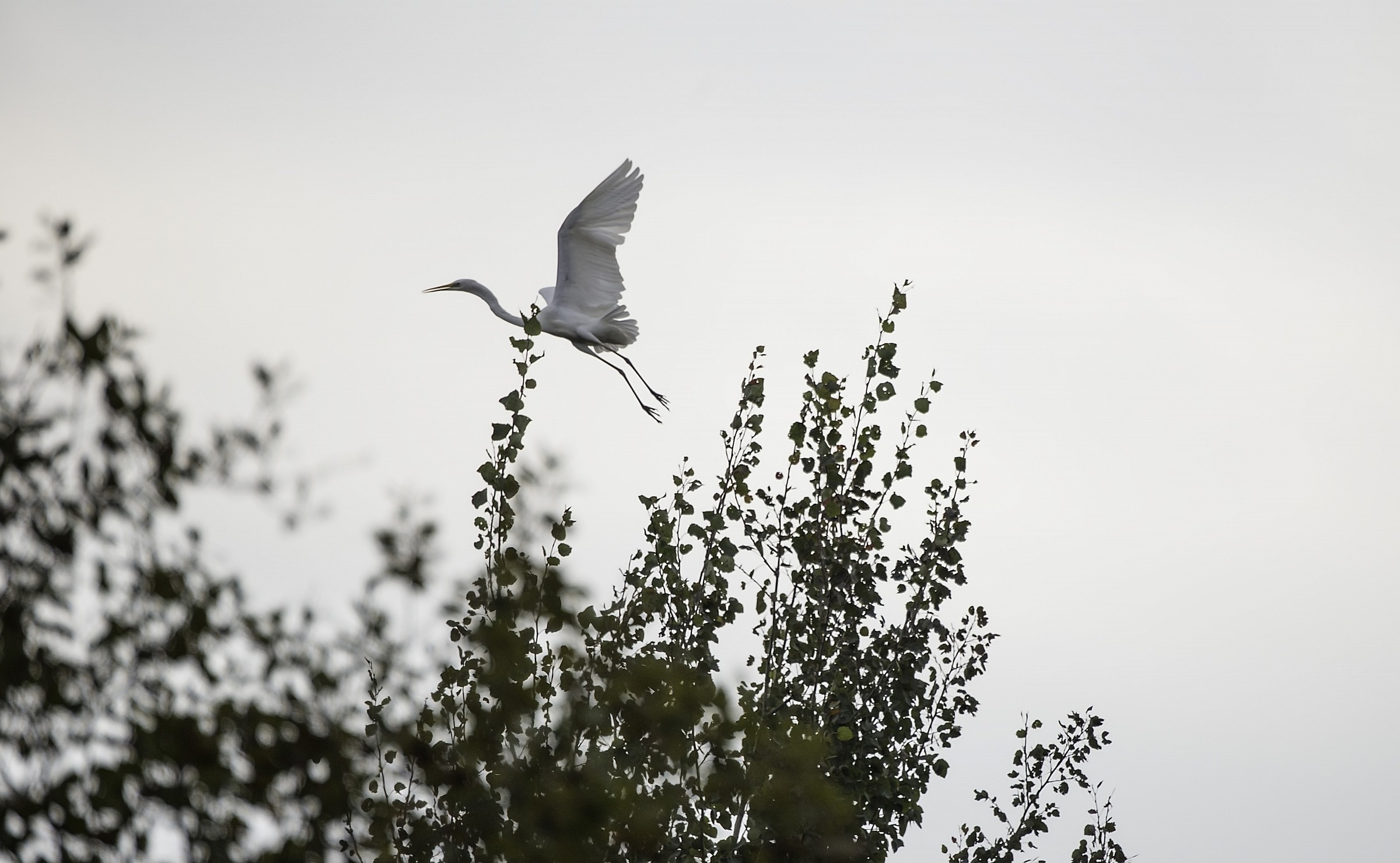 White Heron