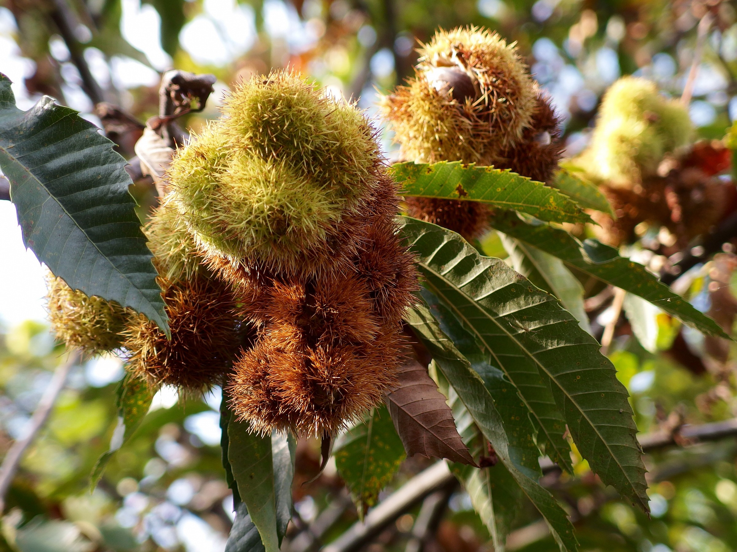 I frutti dell'autunno