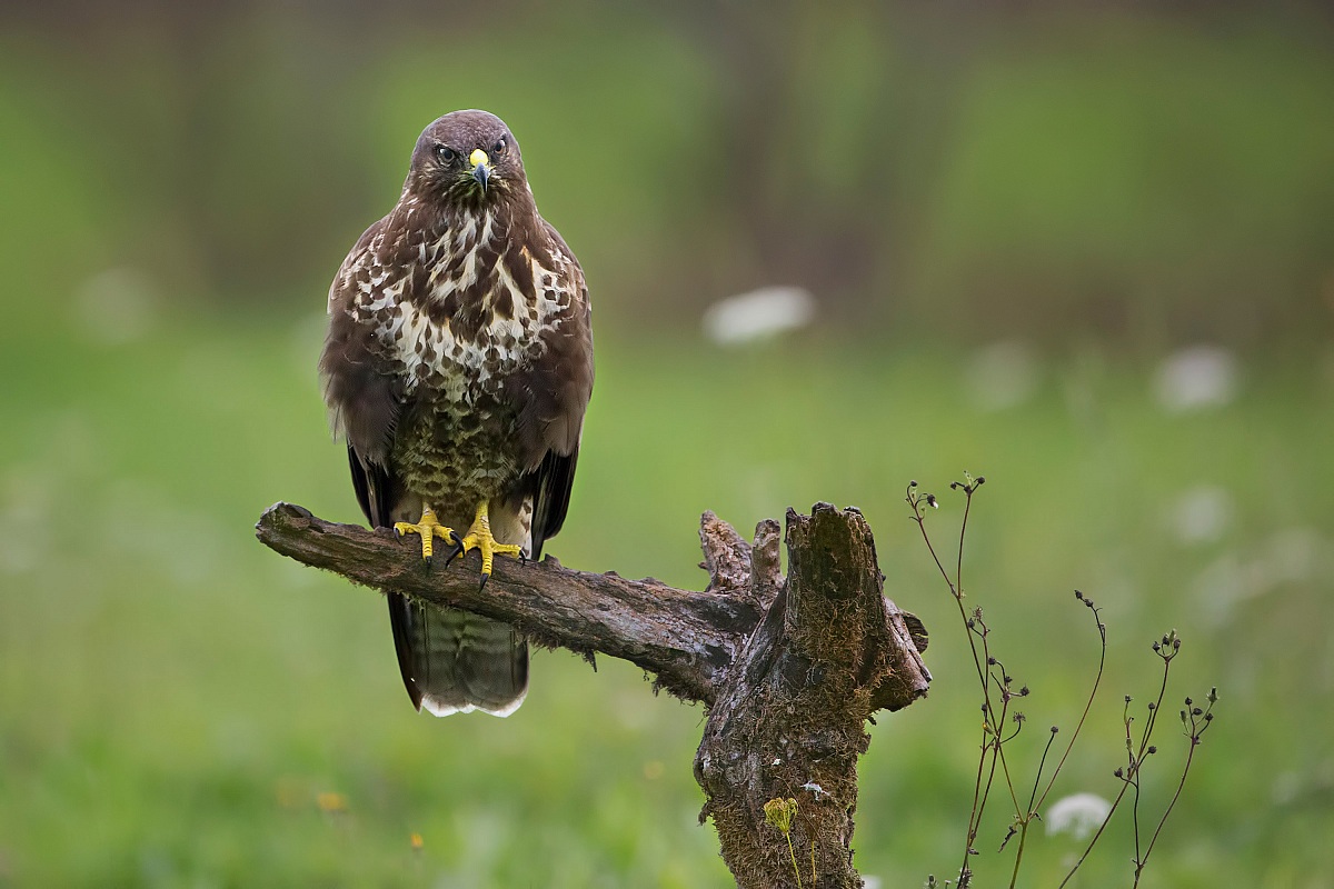 Buzzard