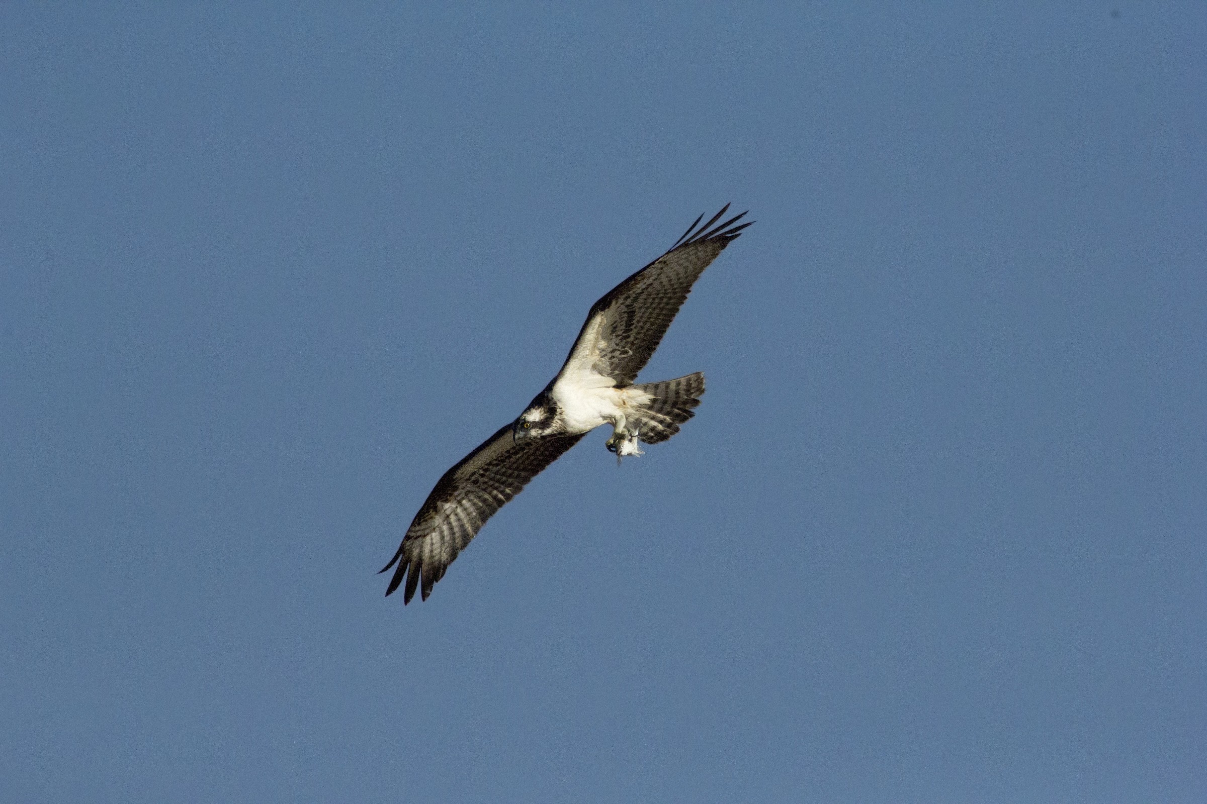 sushi consegna rapida