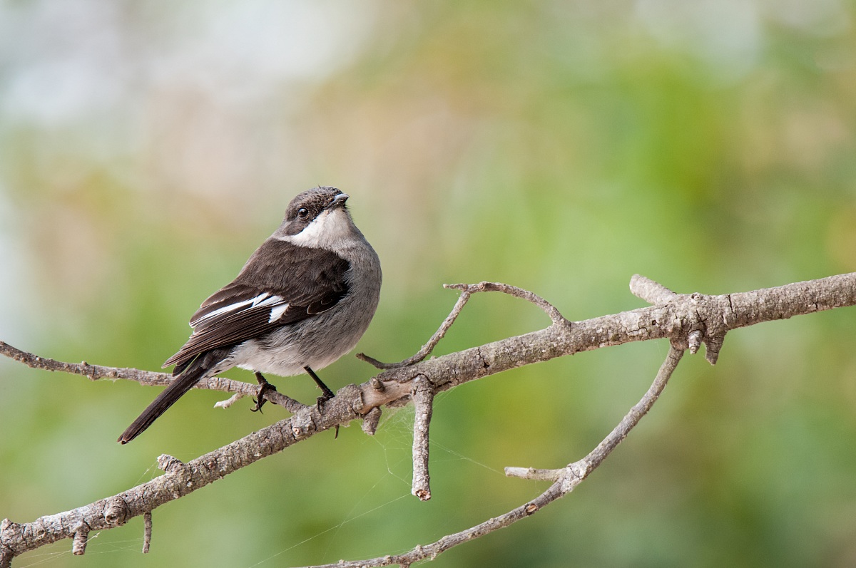 Common Fiscal (Lanius collaris)