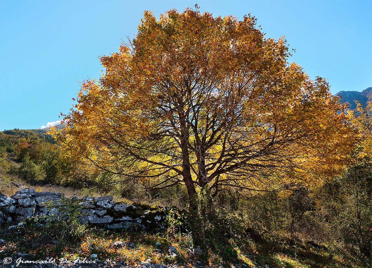 The colors of autumn