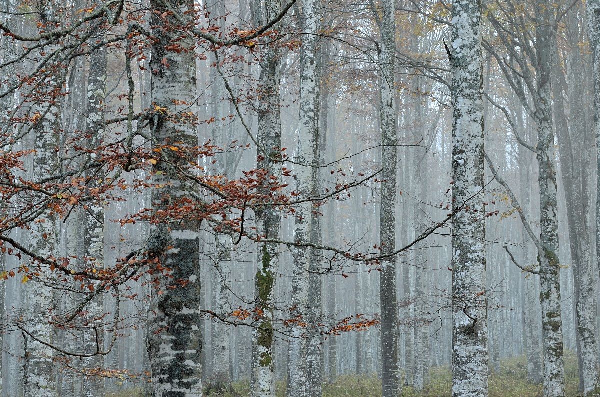 faggeta 1 - Cansiglio