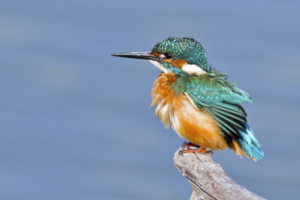 Kingfisher