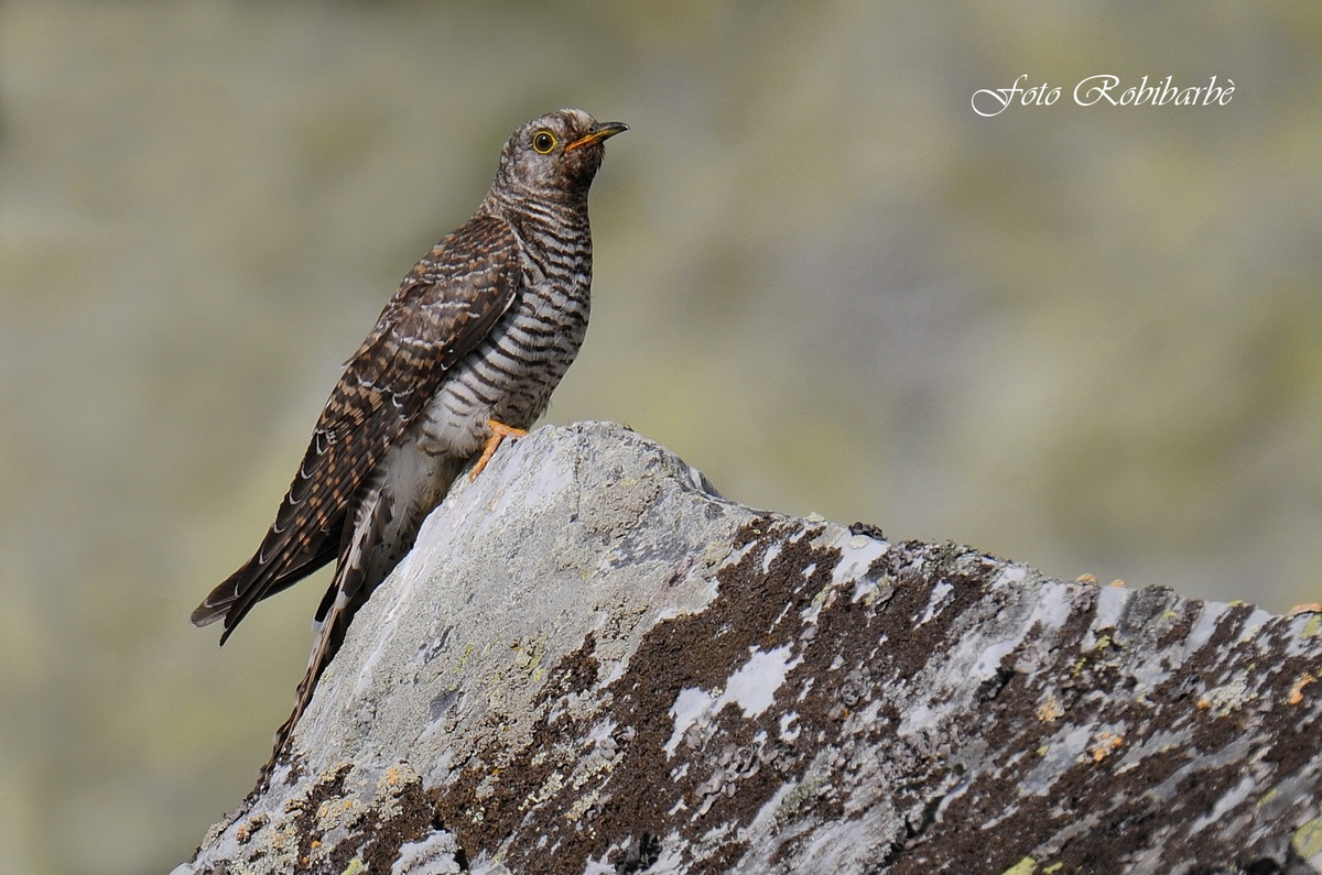 Cuculo...in alta quota...