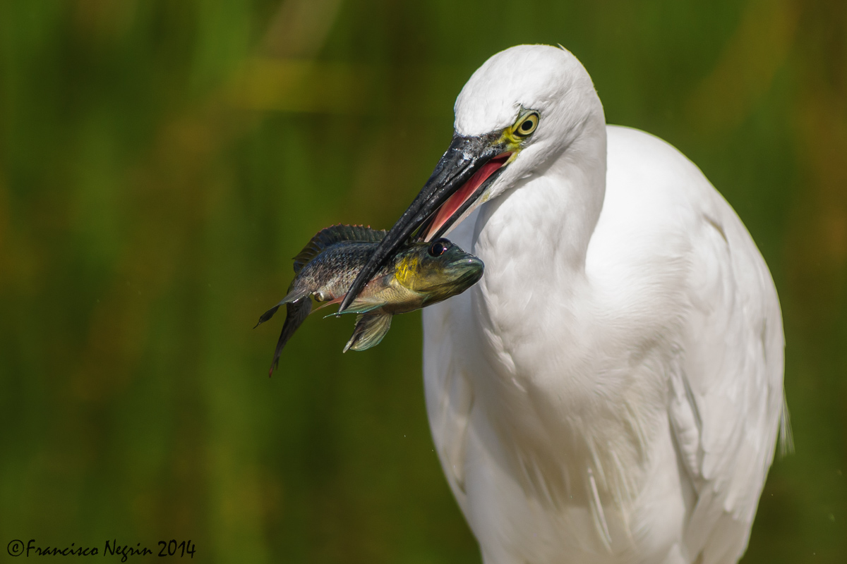 Little egret
