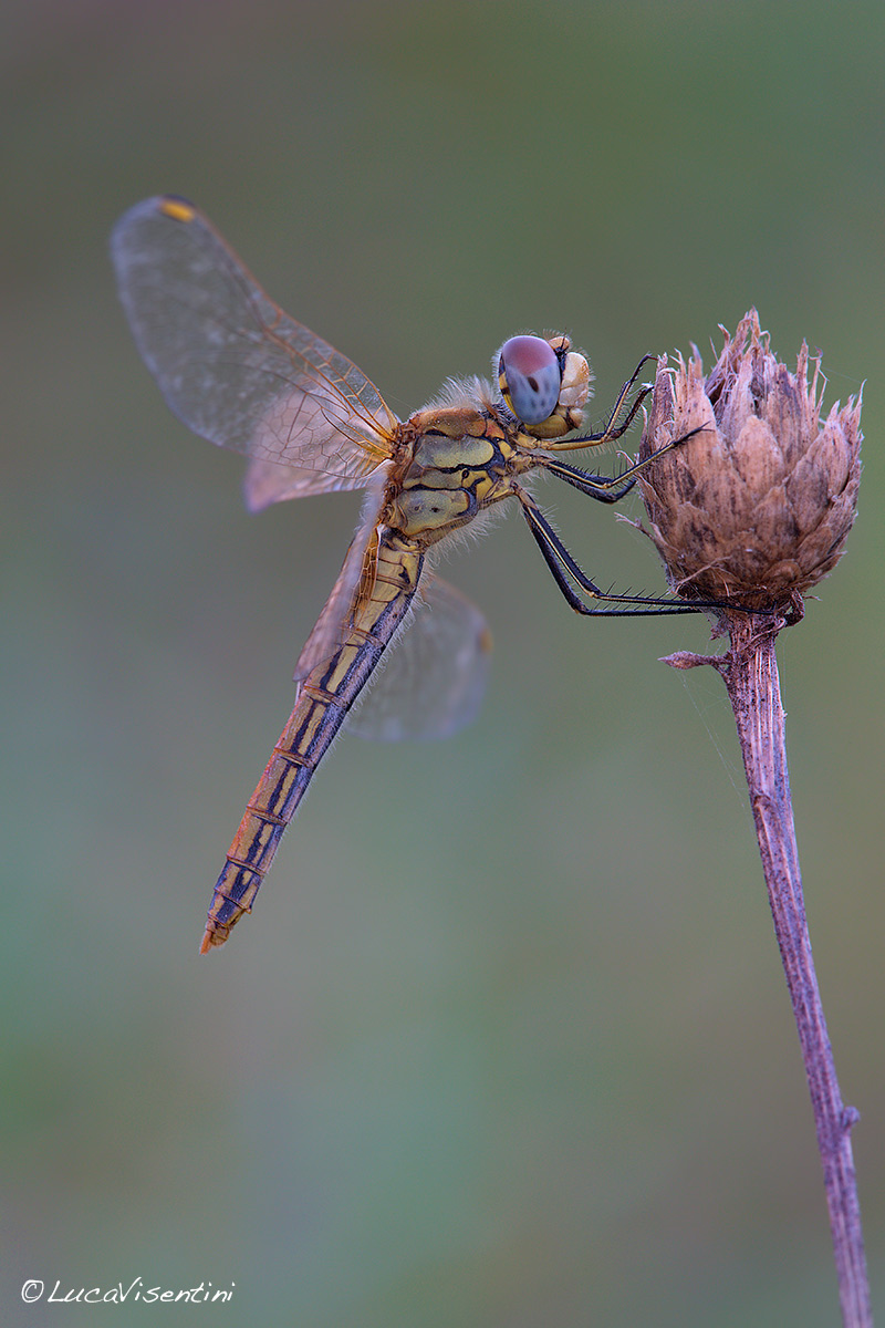 Sympetrum fonscolombii