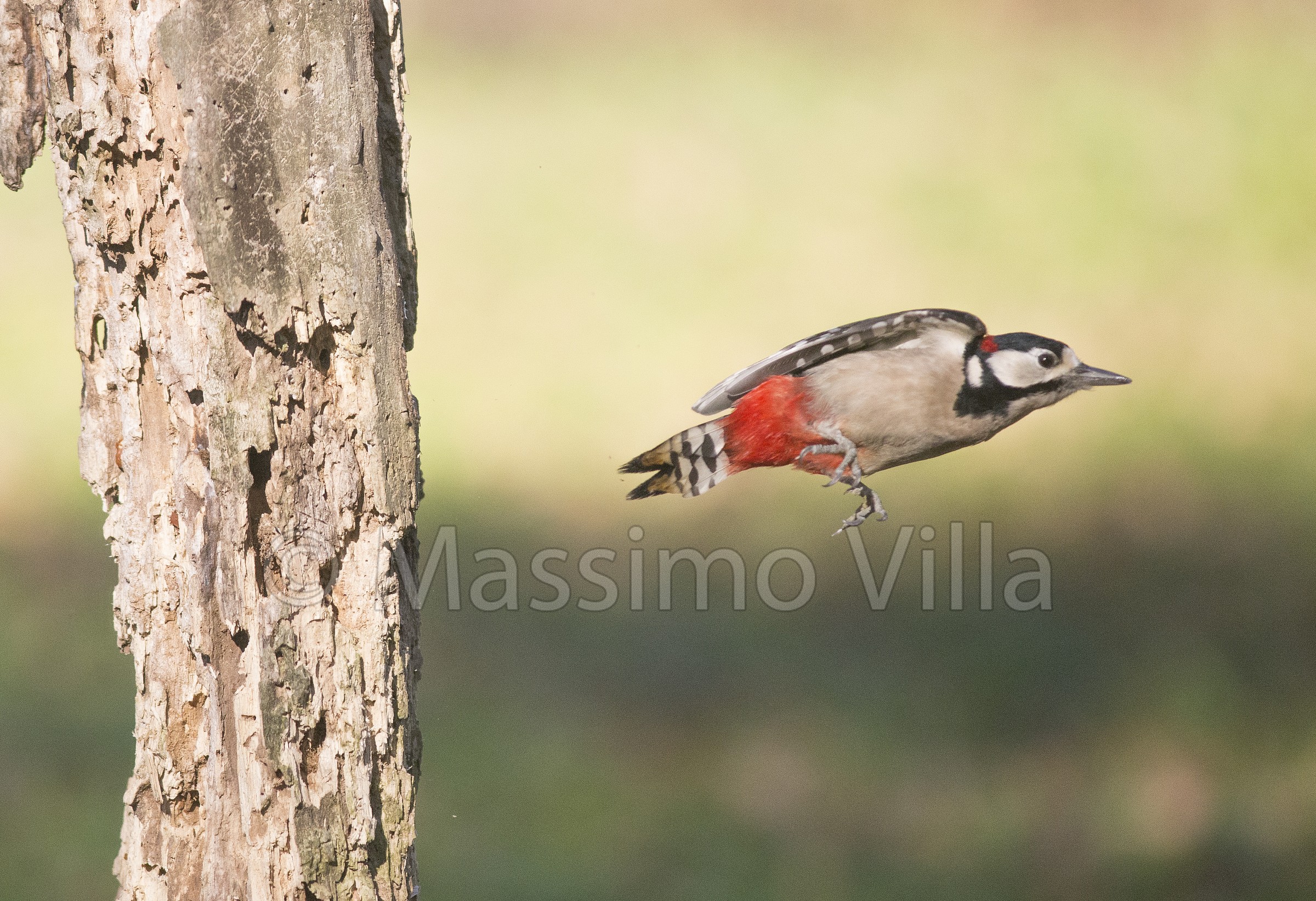 Picchio in picchiata