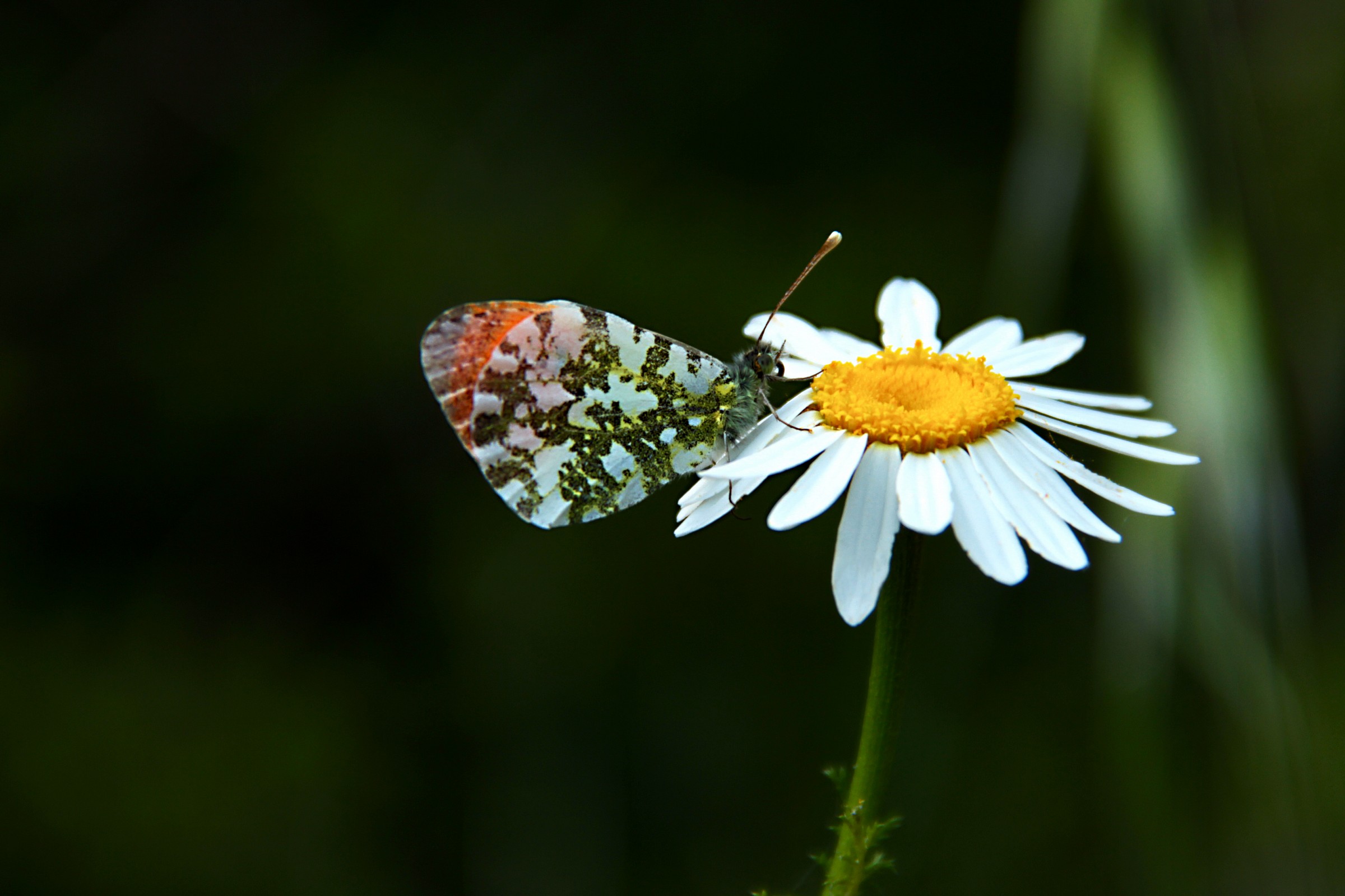 Butterfly & Daisy