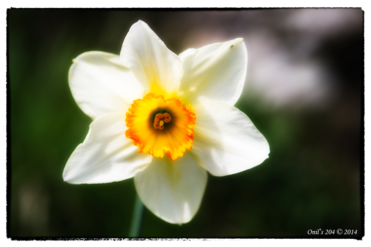 Narcissus