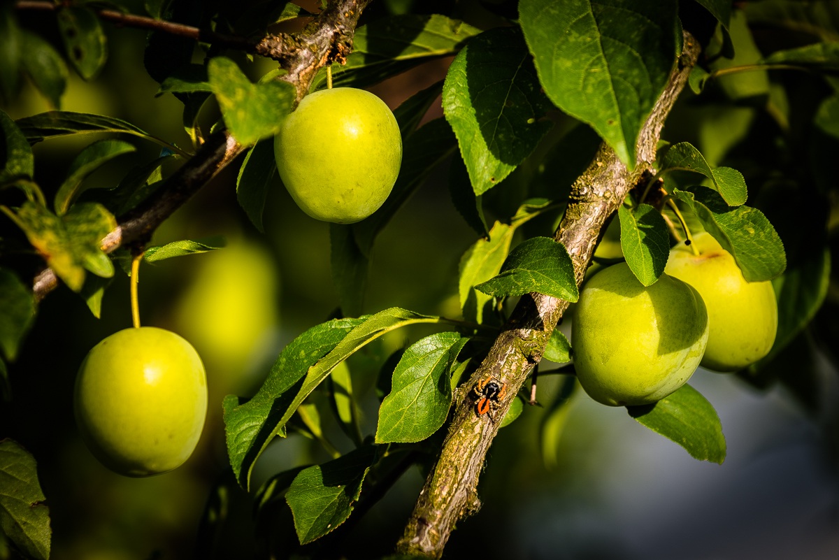 The spider Rossoneri