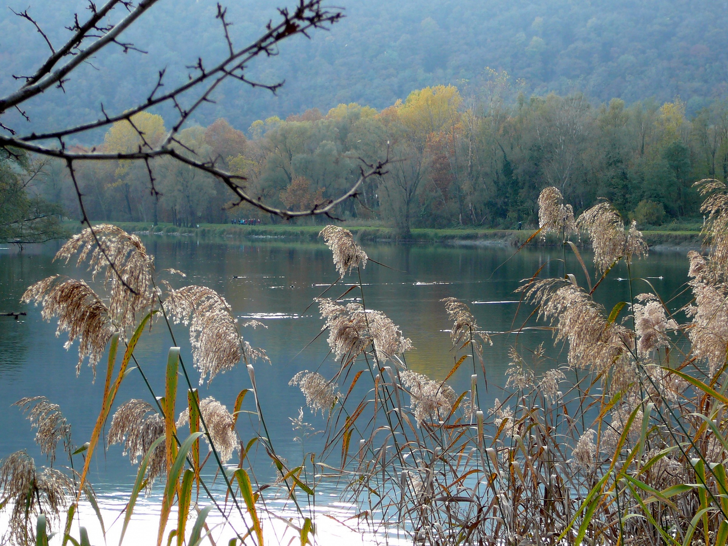 Adda, reeds in autumn