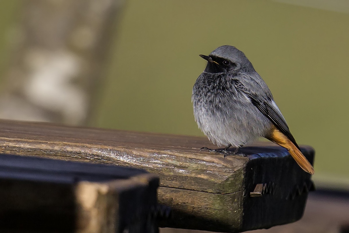 Black Redstart