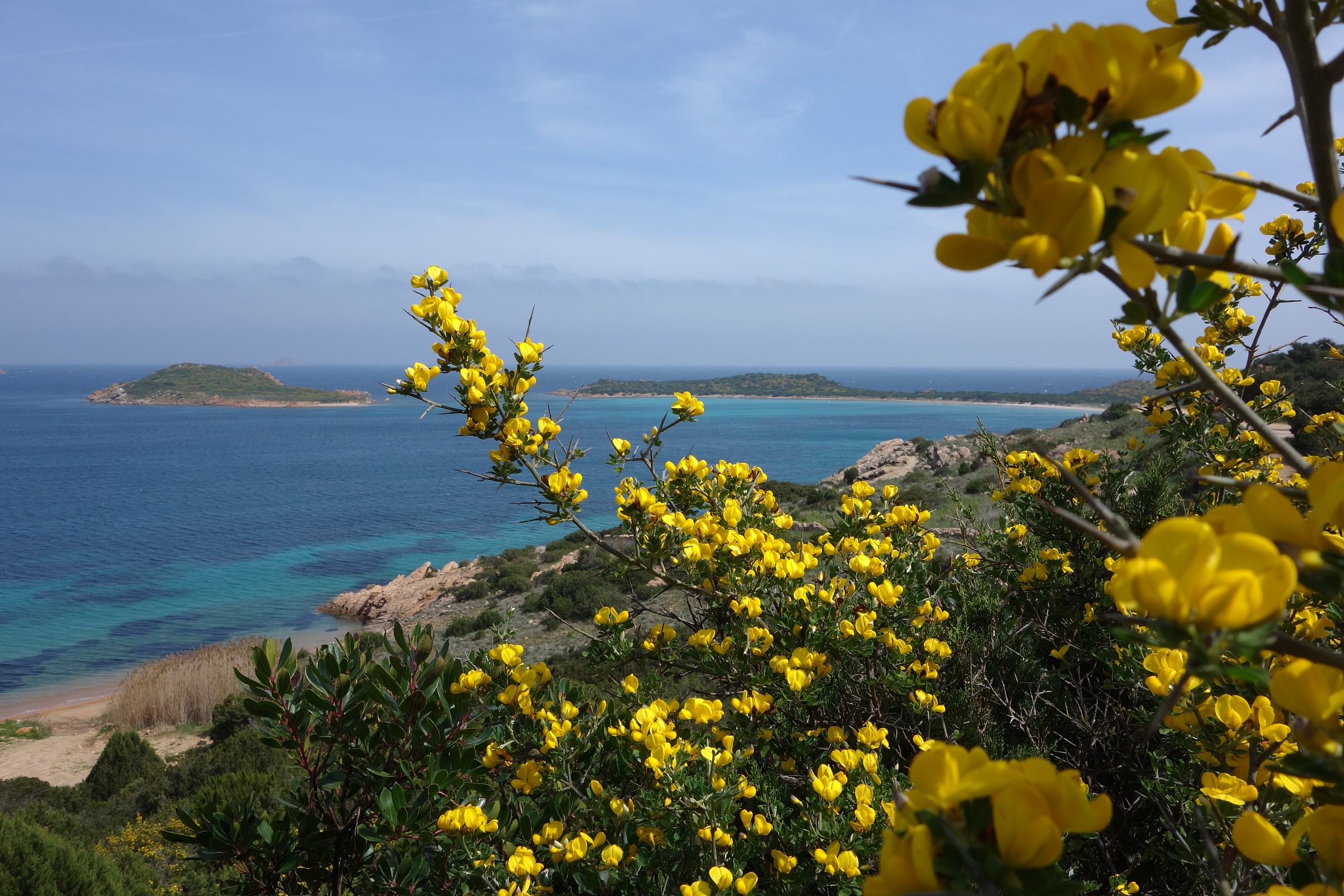 Sardinia, flowering broom in Capo Coda Cavallo