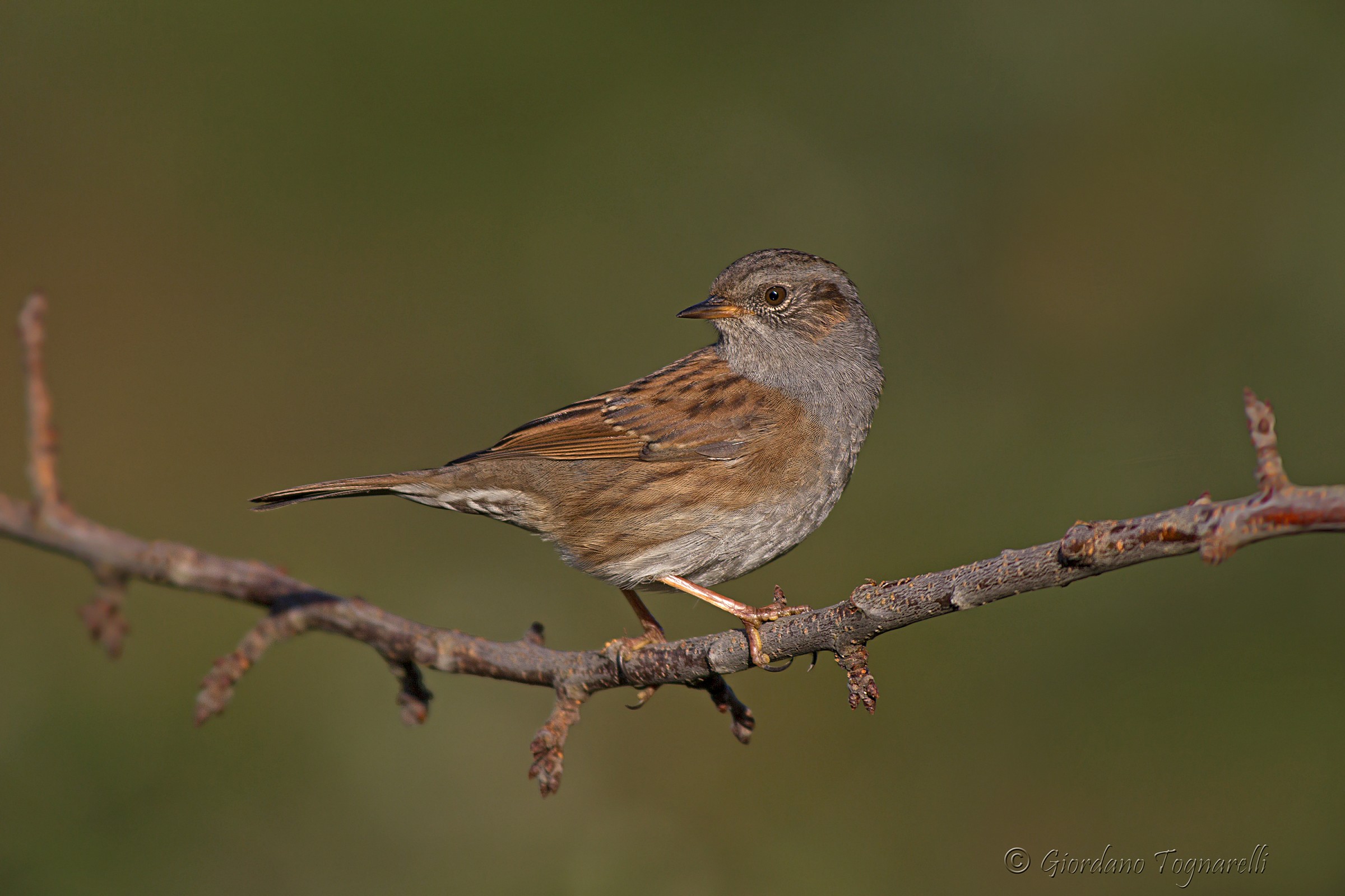 Dunnock