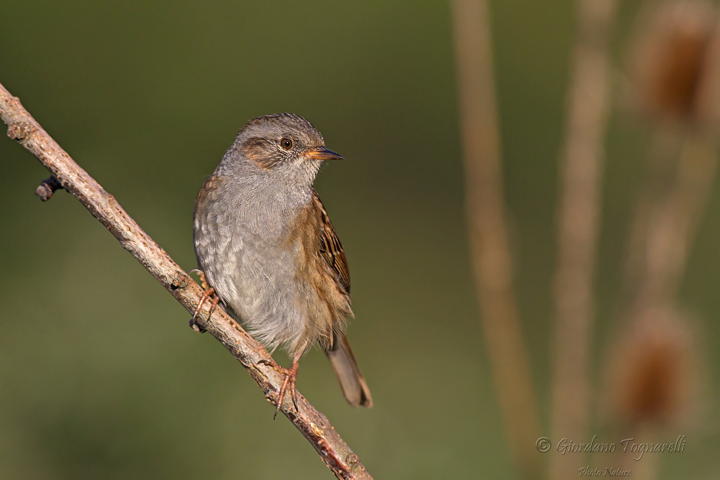 Dunnock