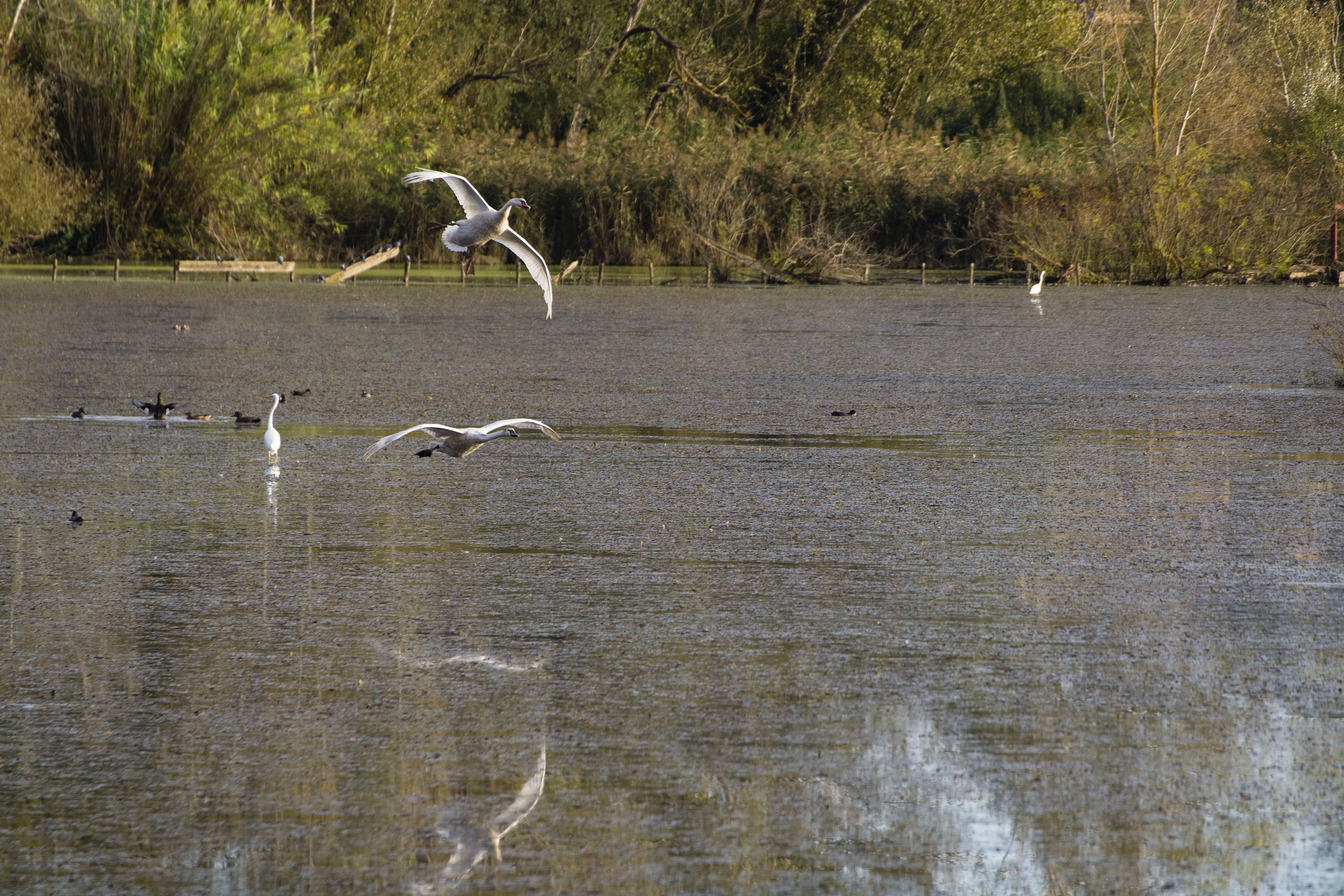 Flying over the water