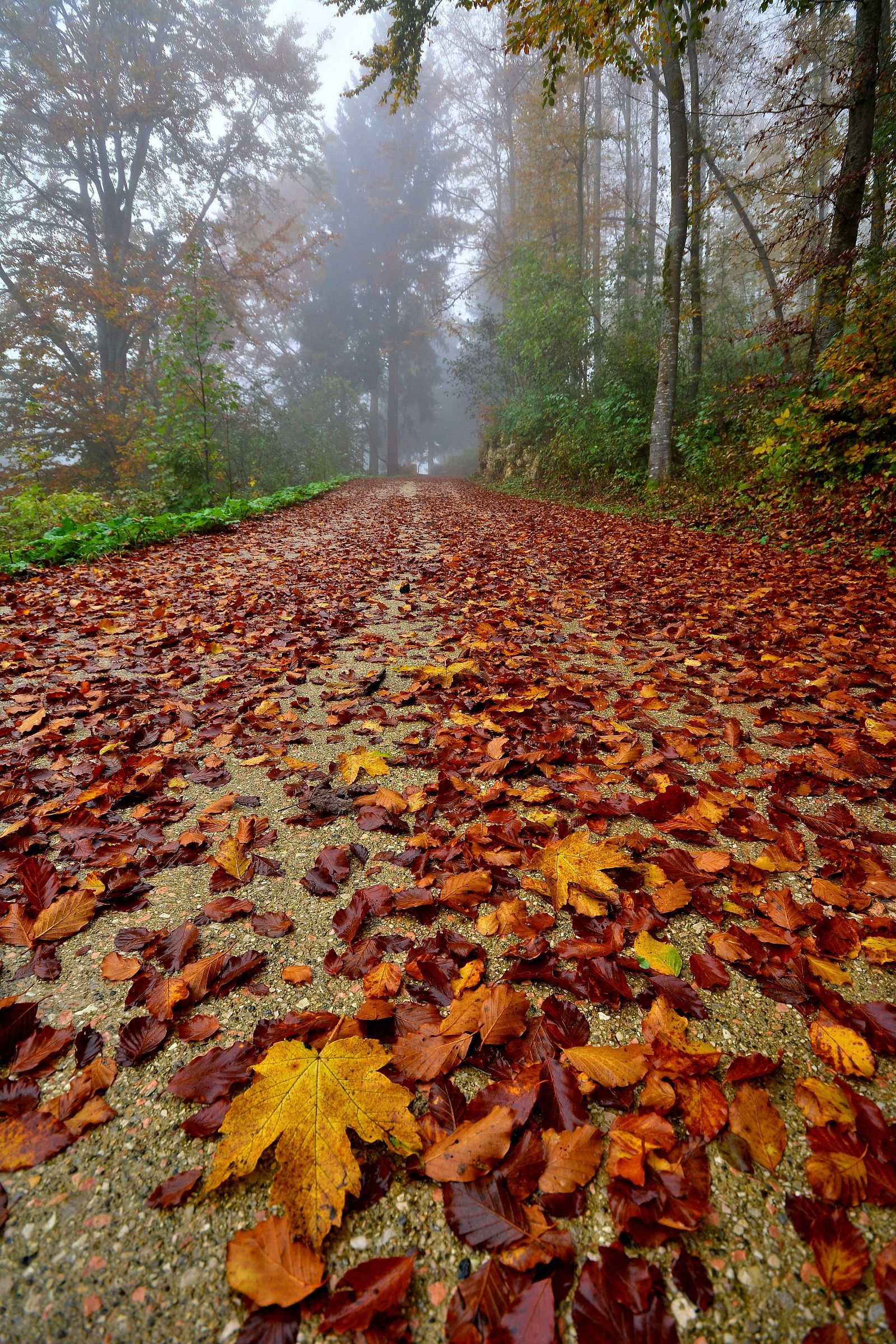 prospettiva autunnale