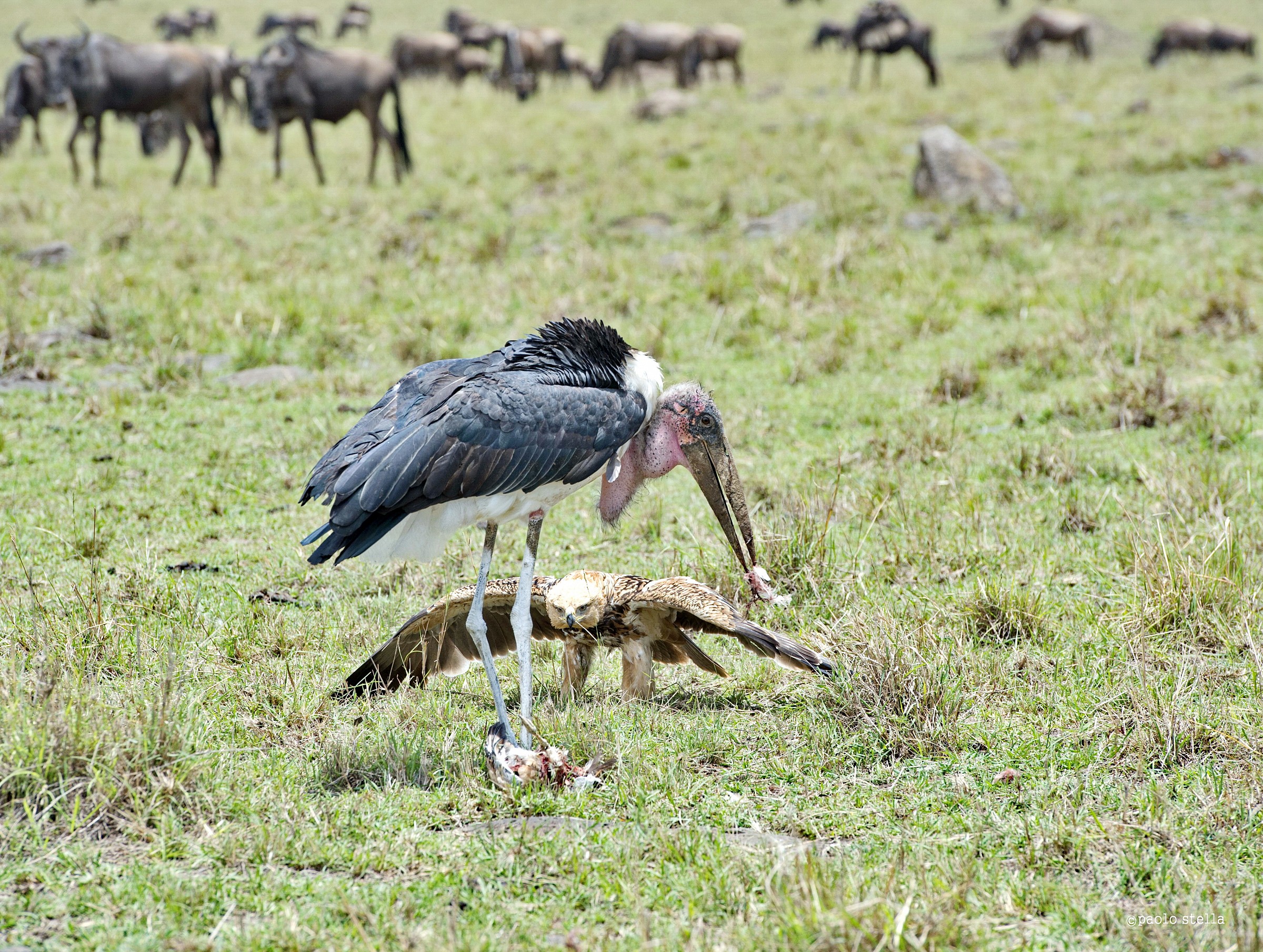 the eagle and the marabou - 1