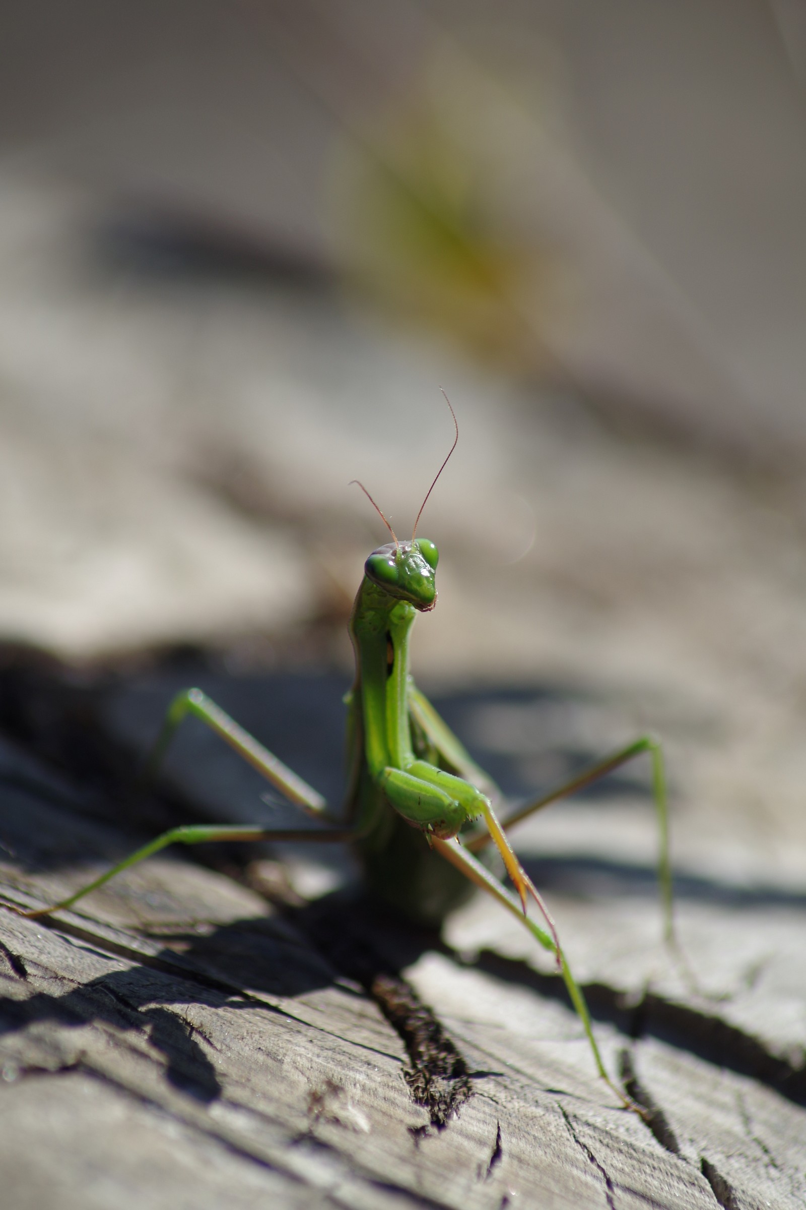 Praying Mantis