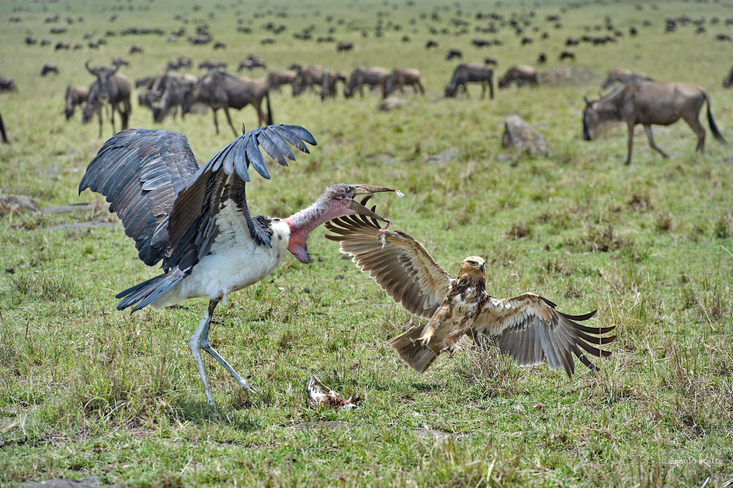 the eagle and the marabou - 3