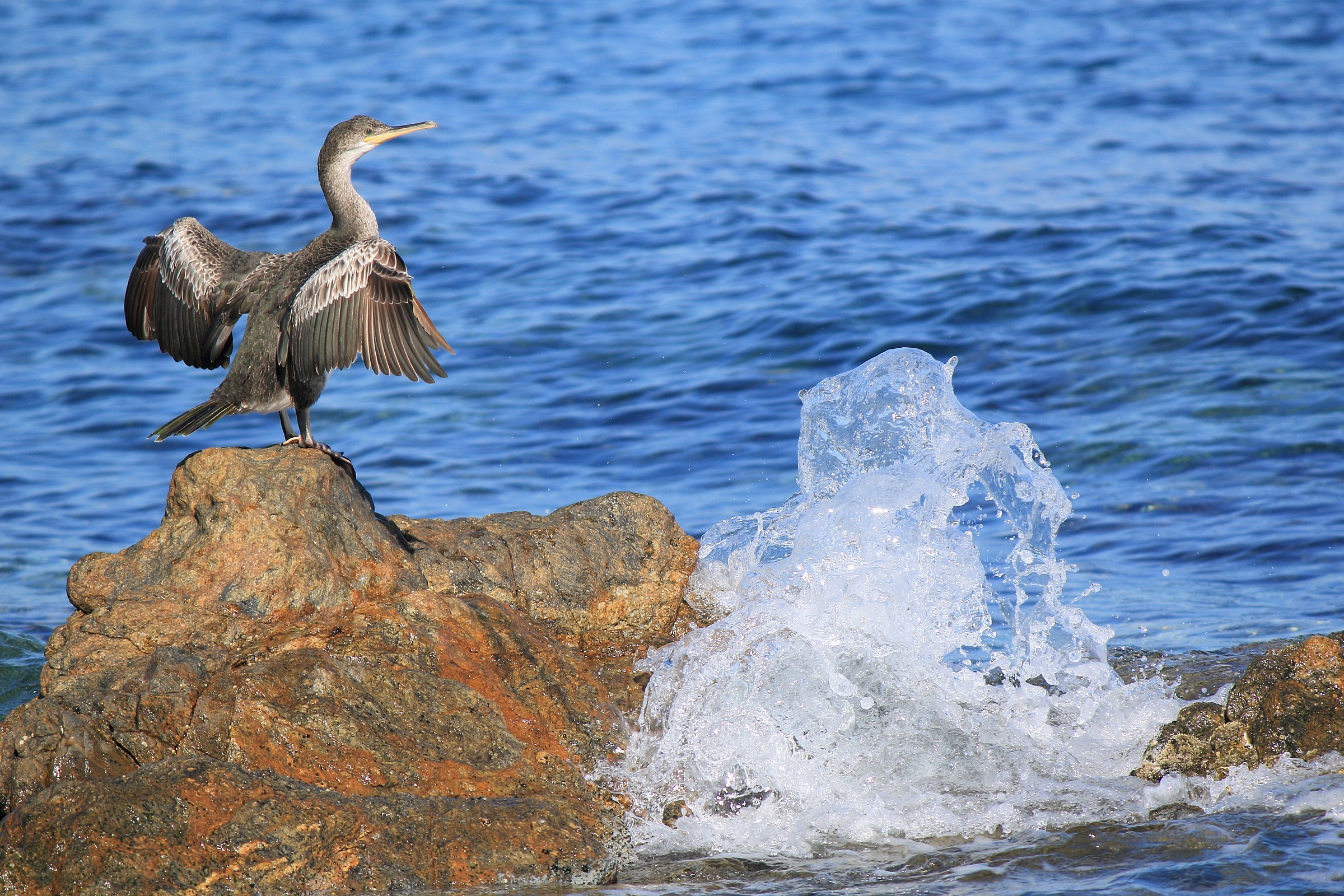 Mi sto asciugando.. evitiamo schizzi