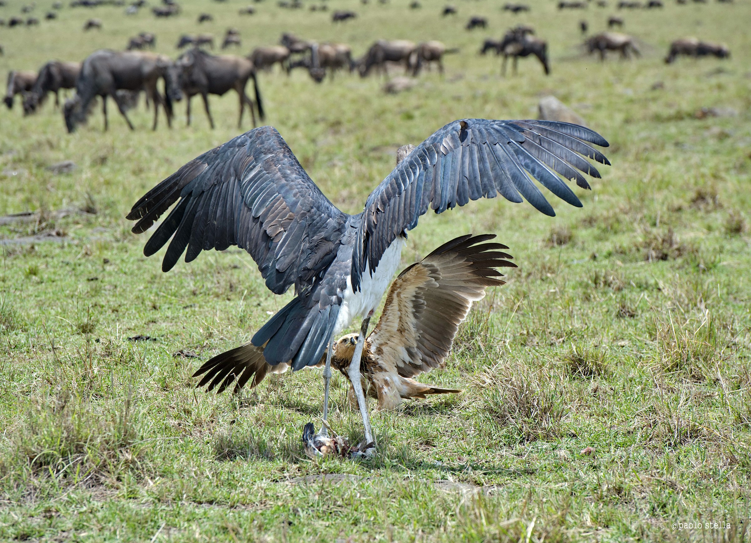 the eagle and the marabou - 4