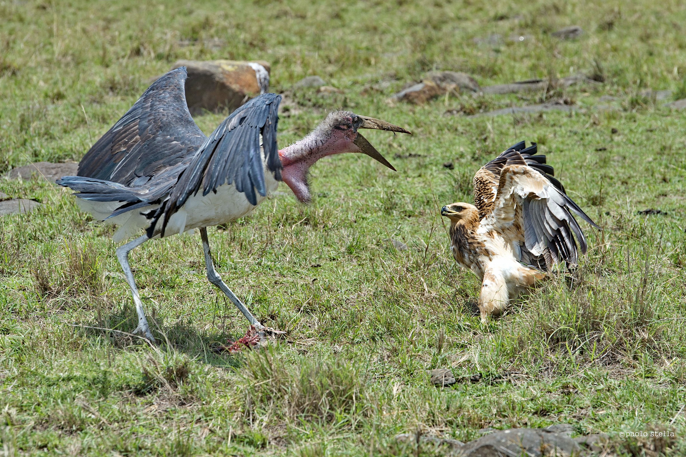 the eagle and the marabou - 5