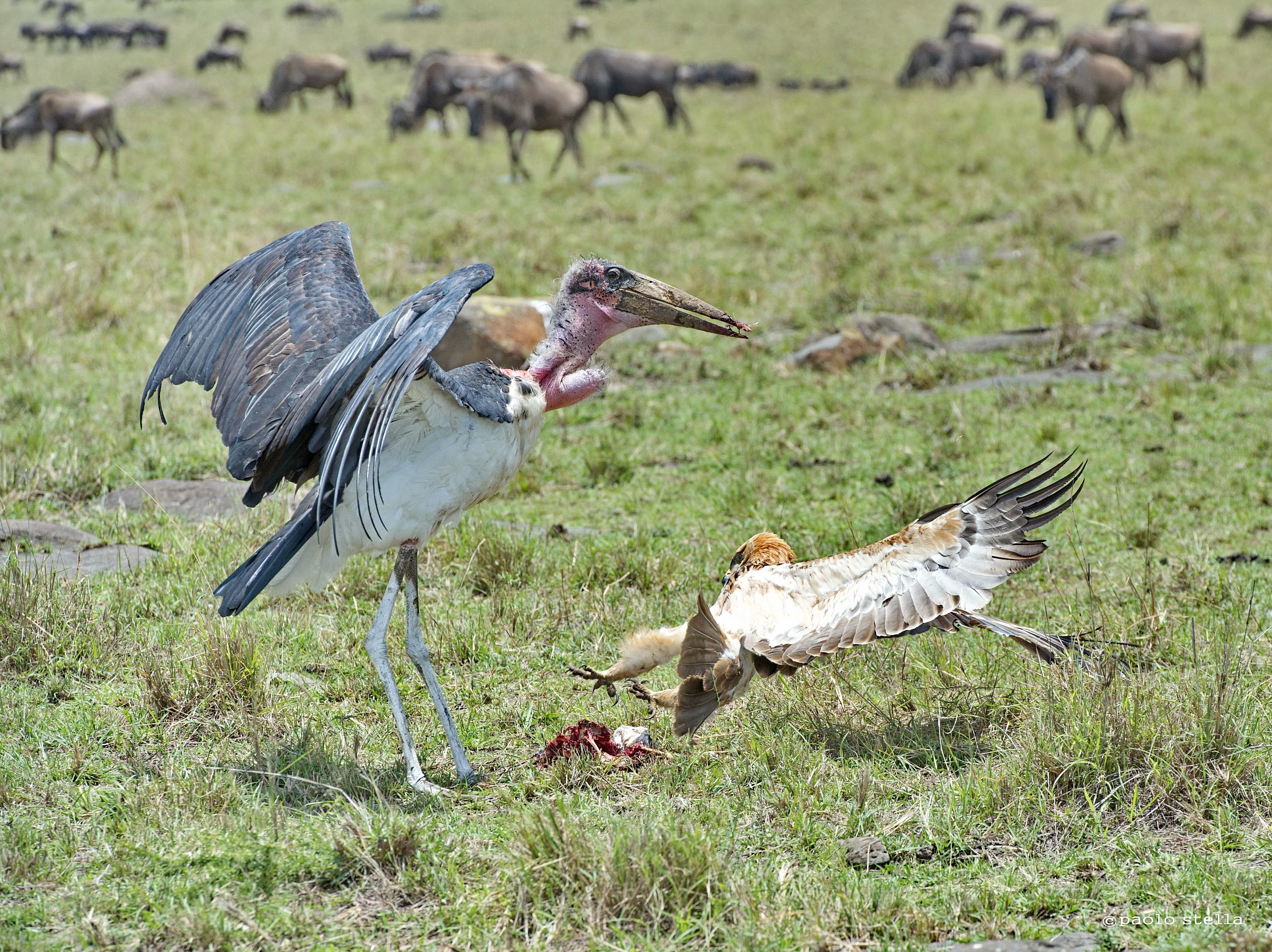 the eagle and the marabou - 6