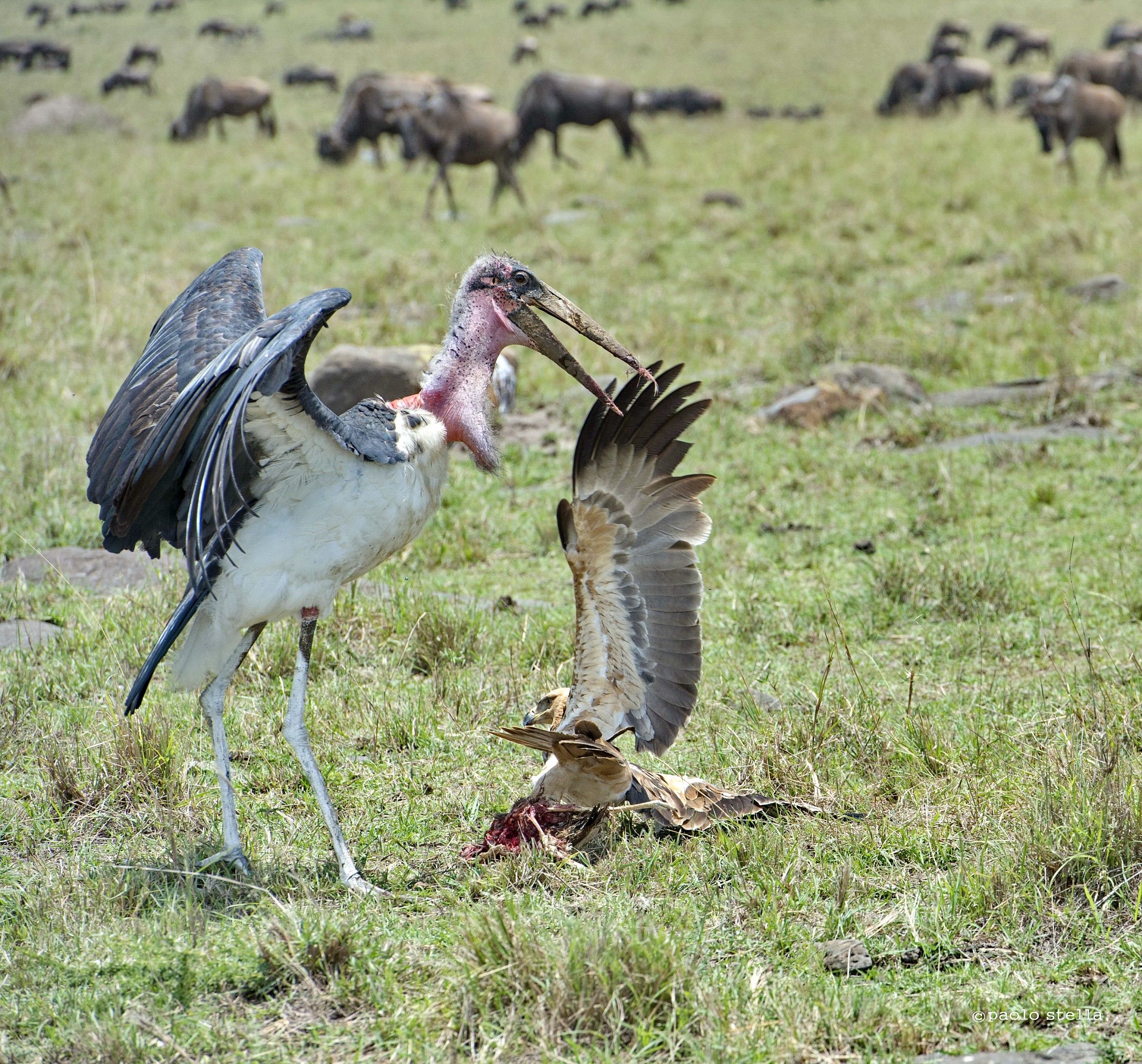 the eagle and the marabou - 7
