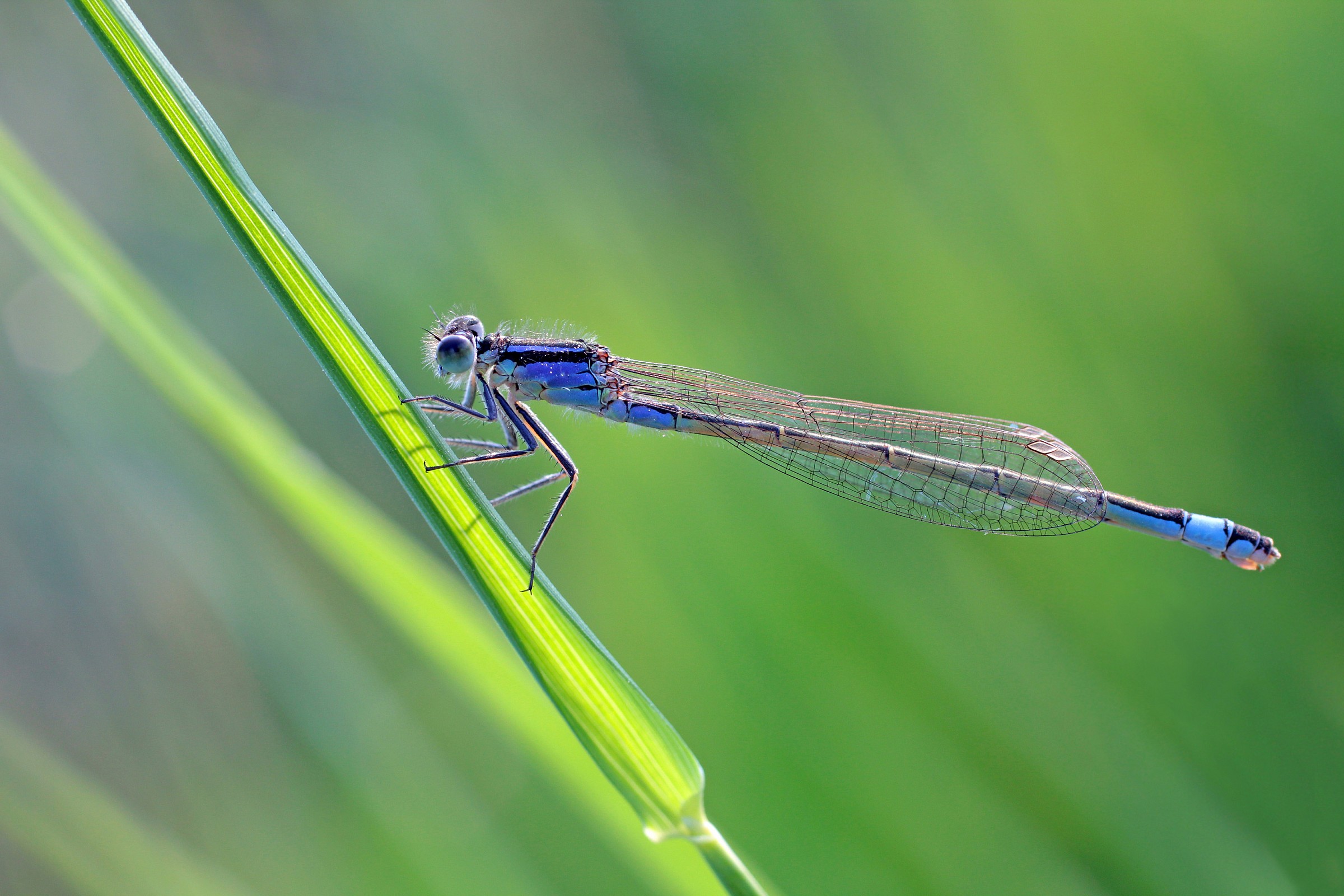 Damigella in controluce