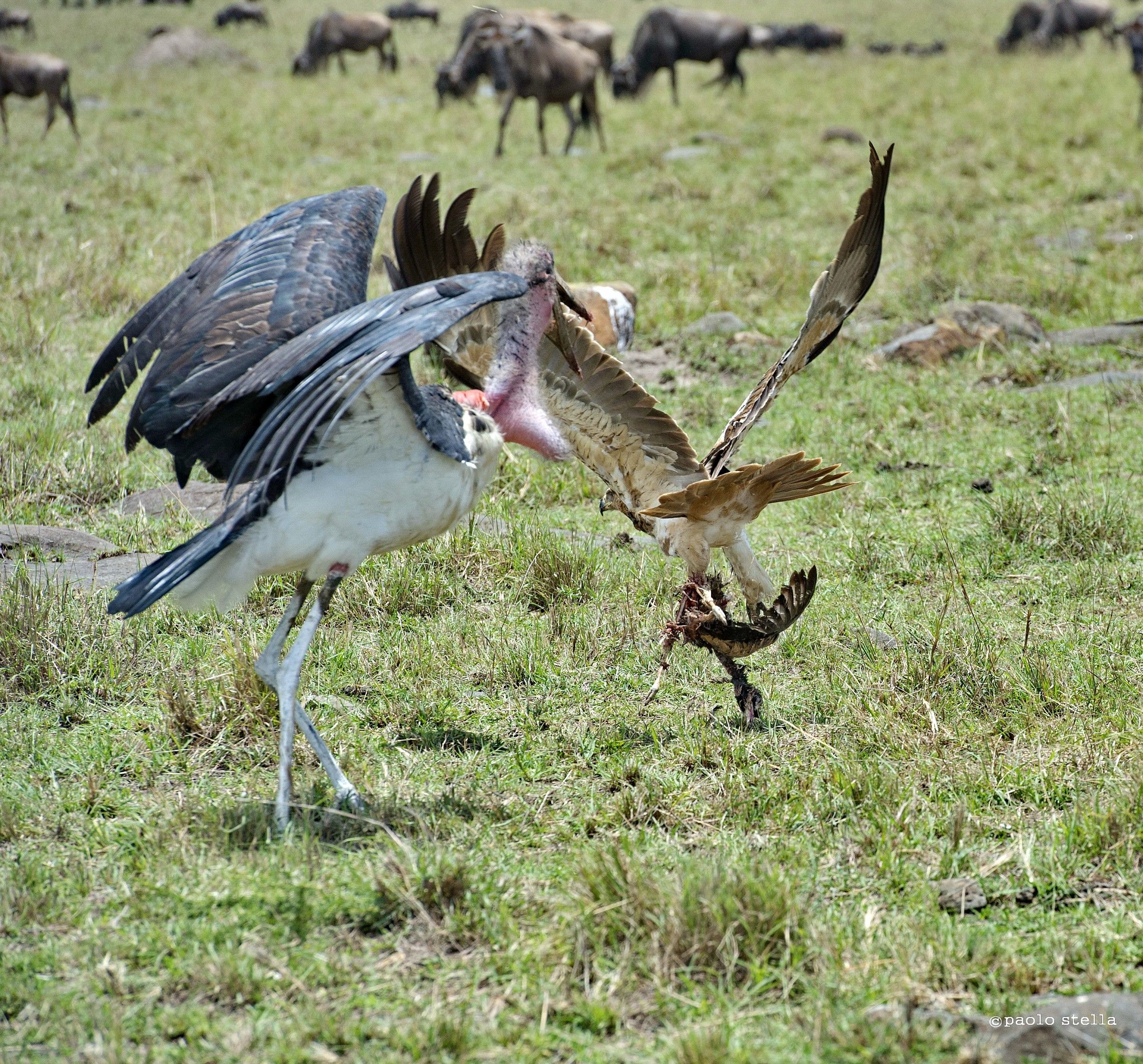 the eagle and the marabou - 8